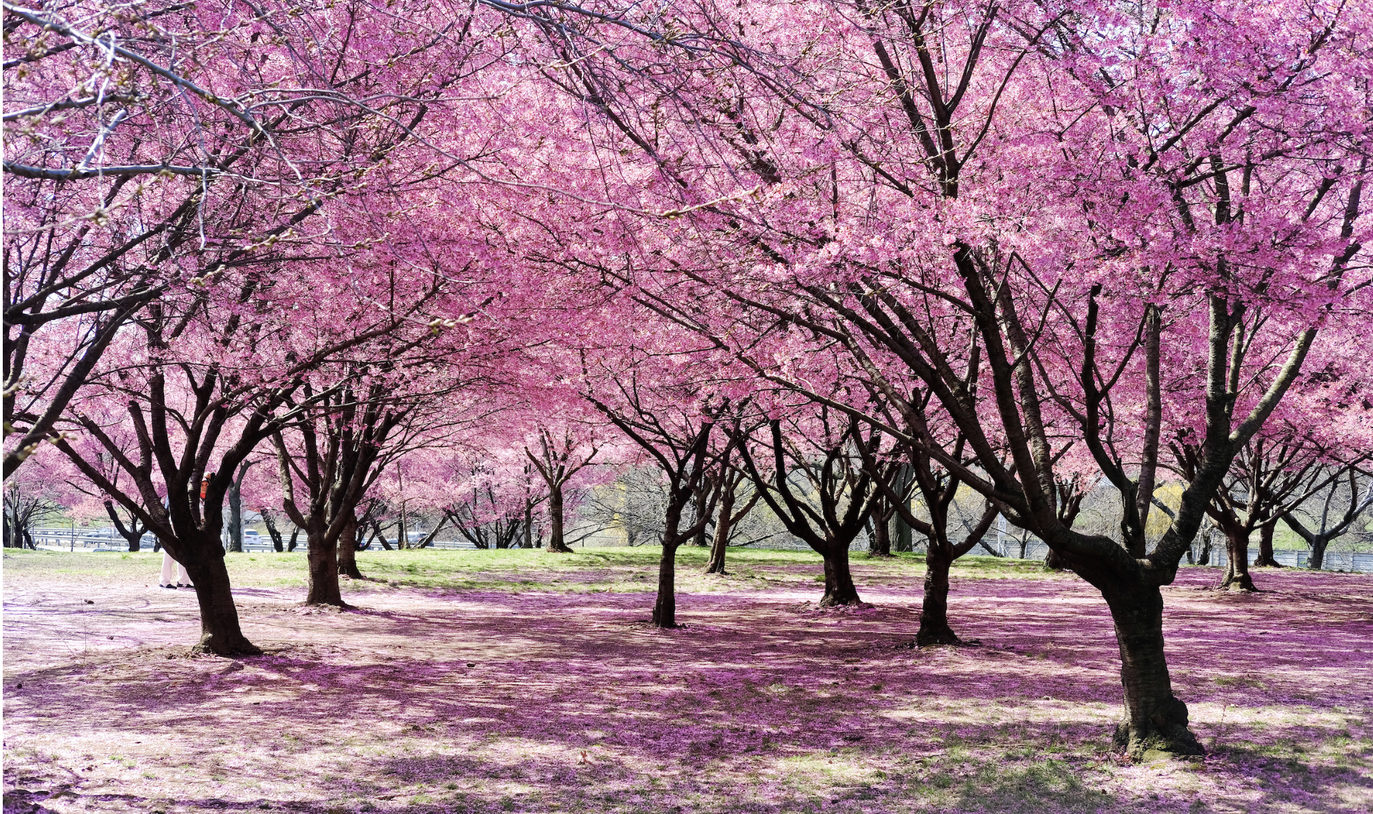 New Jersey's cherry blossoms coming early this year