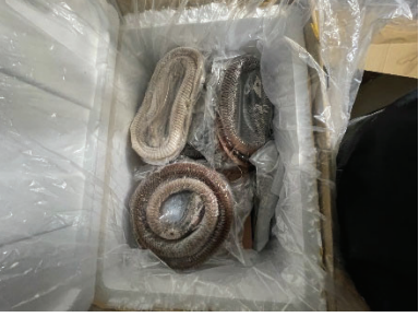 Feds say NYC ring helped smuggle animal intestines masked by rattlesnakes