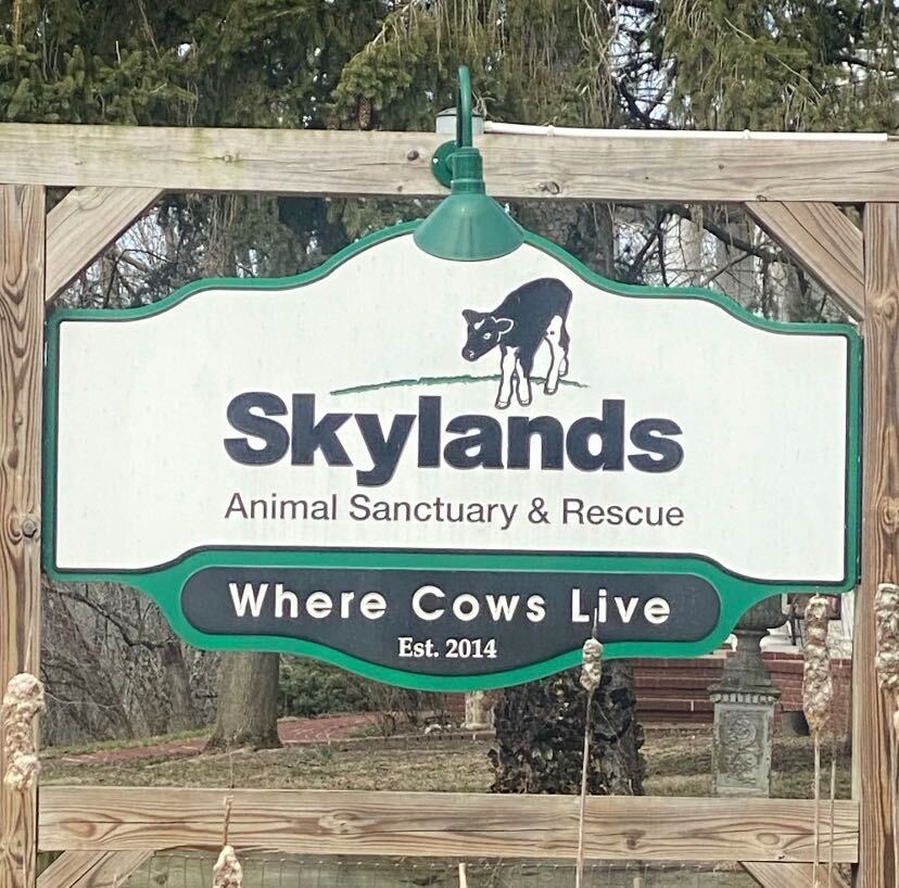 Freedom: Escaped Canarsie cow will live out her days at NJ sanctuary Freedom: Escaped Canarsie cow will live out her days at NJ sanctuary