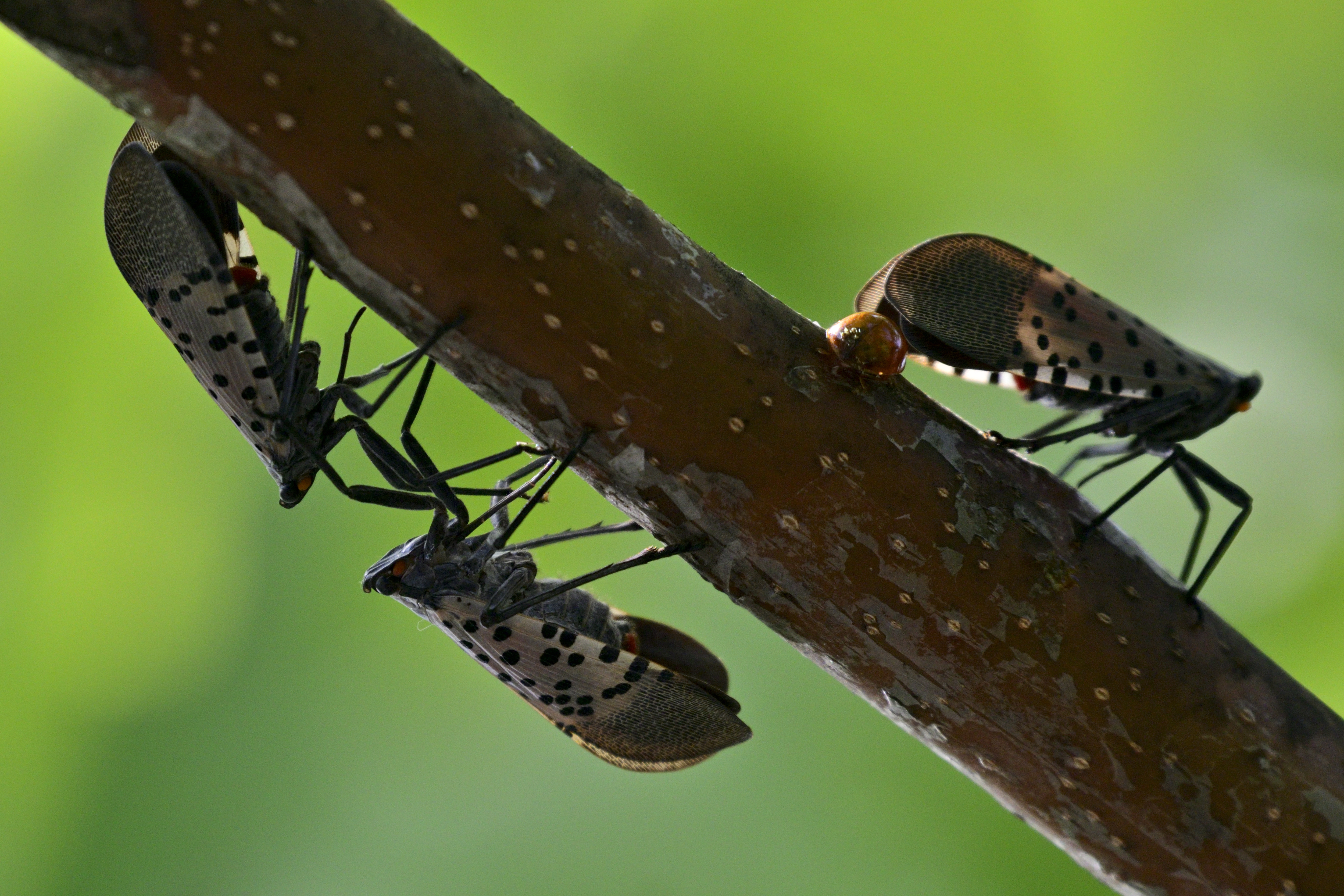 A photo of spotted lanternflies on a branch in PA