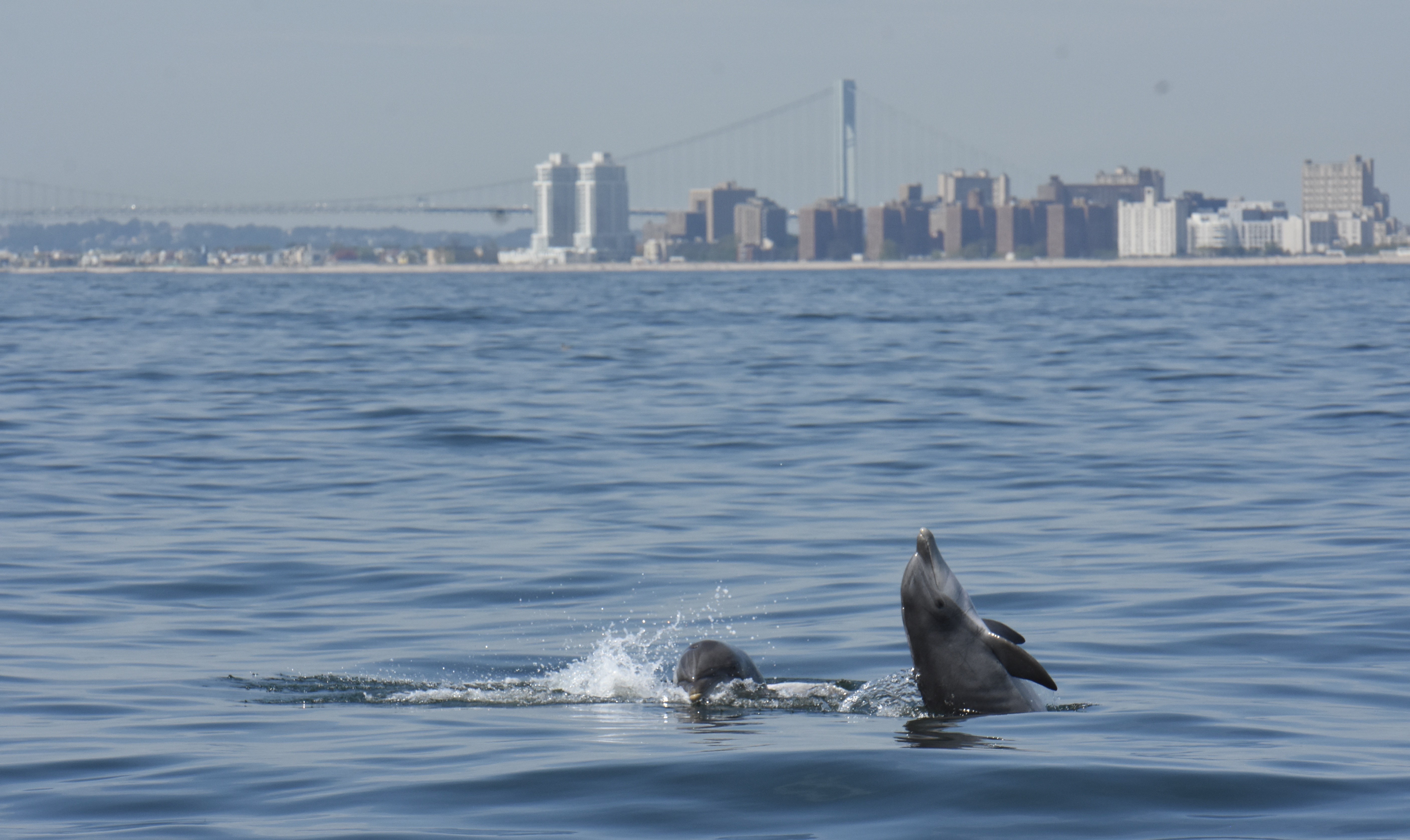 Three dolphins die in shallow waters at Sandy Hook, NJ