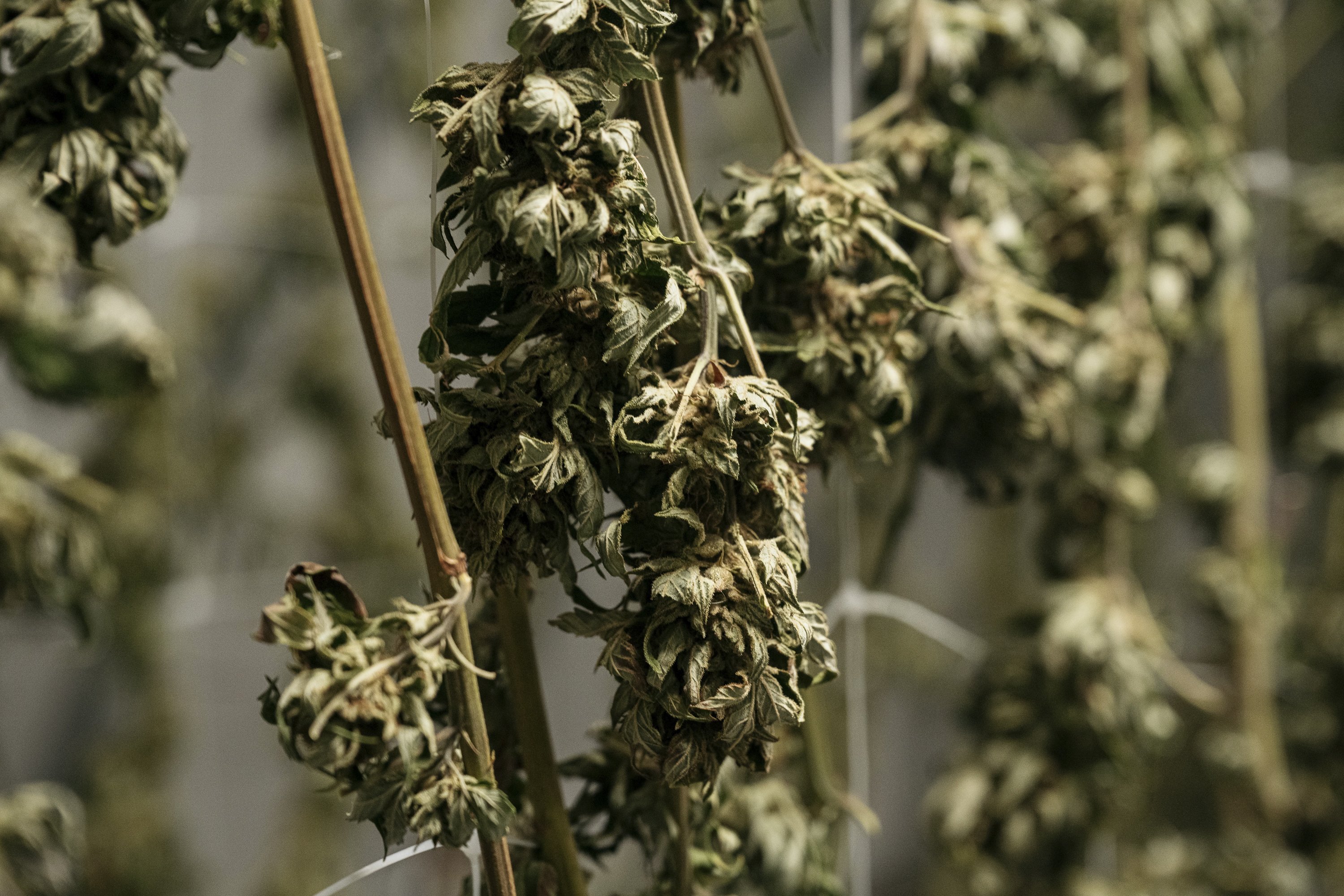 Schumer faces pressure to get cannabis banking reform through Senate