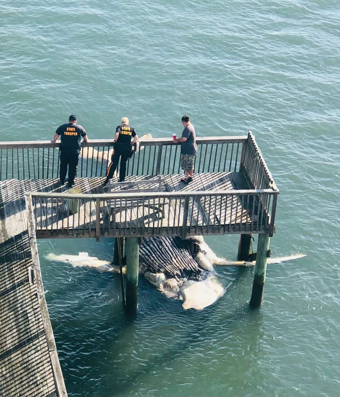 Dead humpback whale found in New Jersey marina