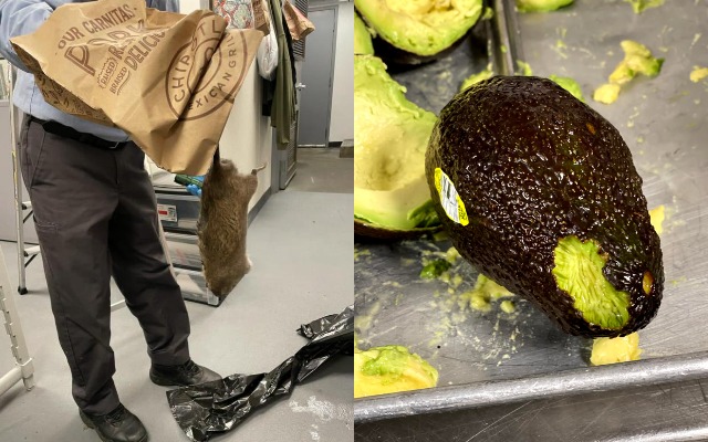 Manhattan Chipotle Workers Bombarded By Ginormous Rats, Storefront Overrun