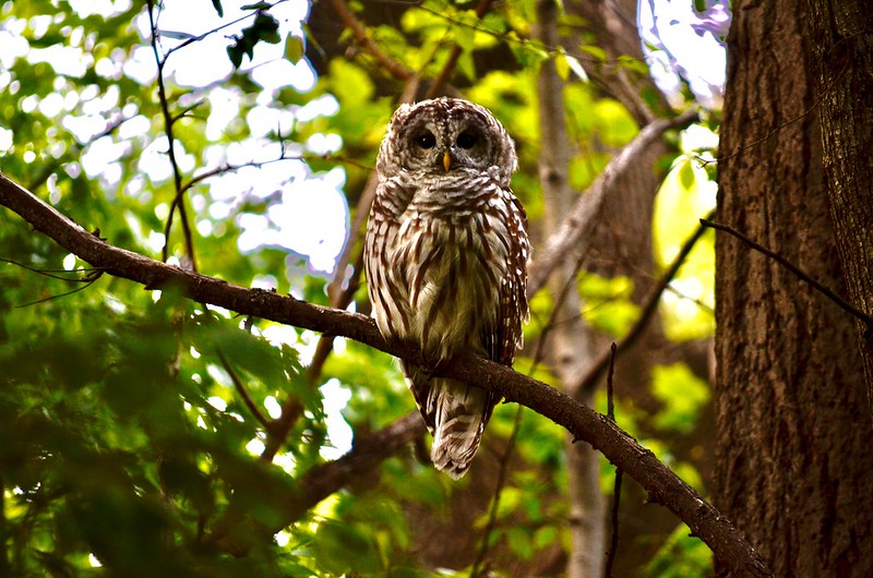 NYC Bird Lovers Mourn Loss Of Popular Barred Owl Killed In Central Park