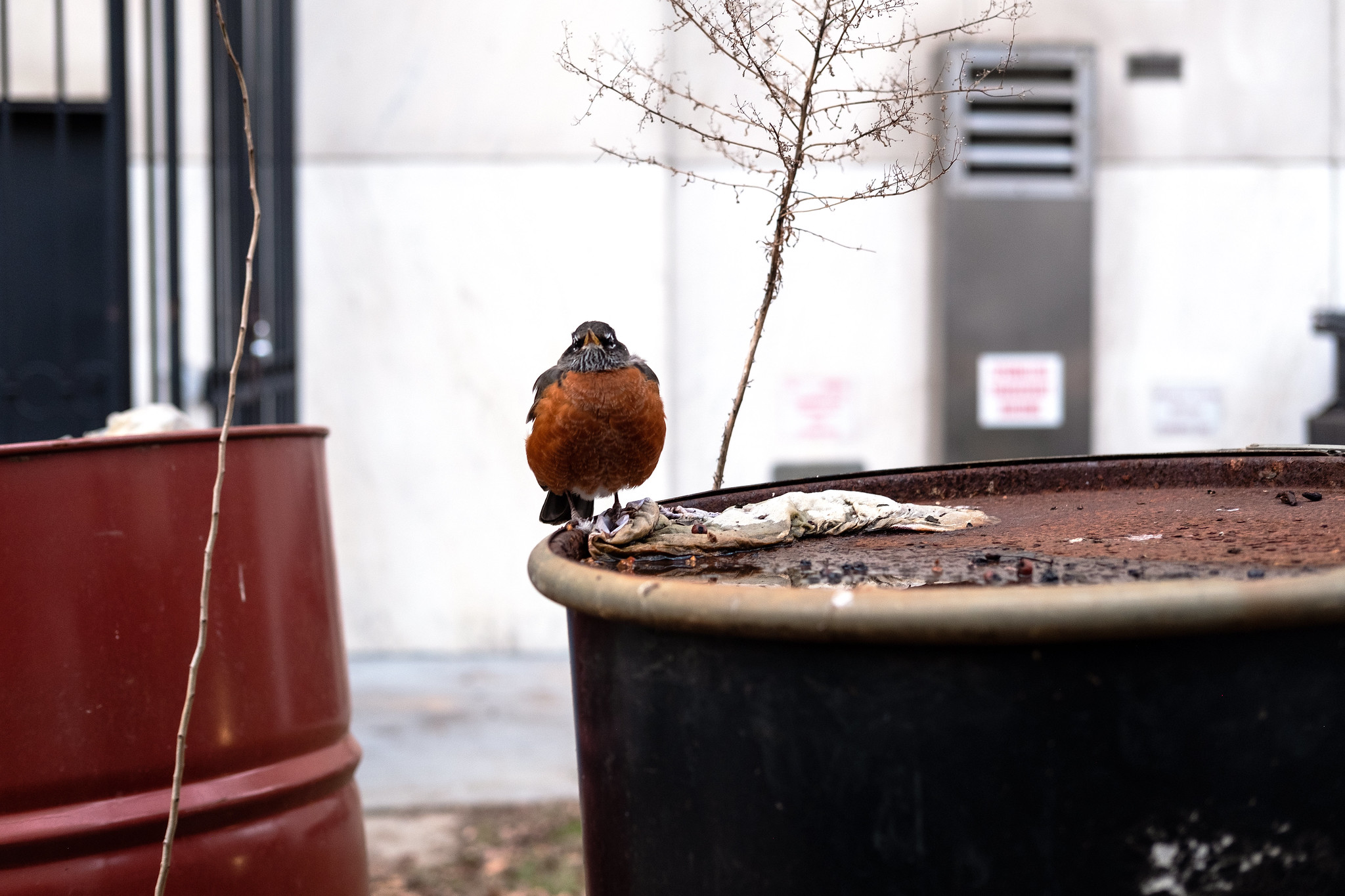 پرنده ای روی گلدان در بروکلین