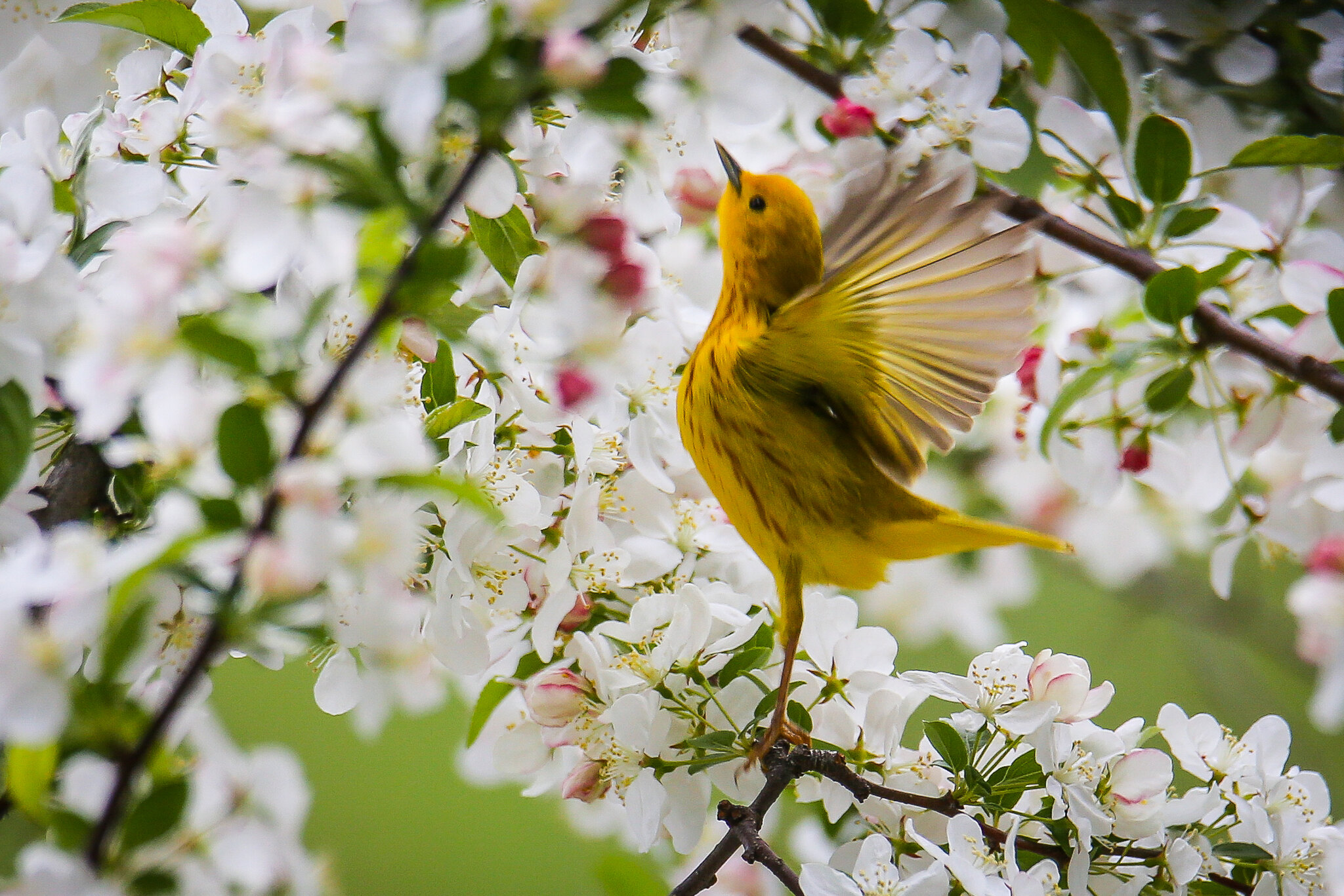 Extra Extra: New York said it canceled the history regents exam due to triggering material