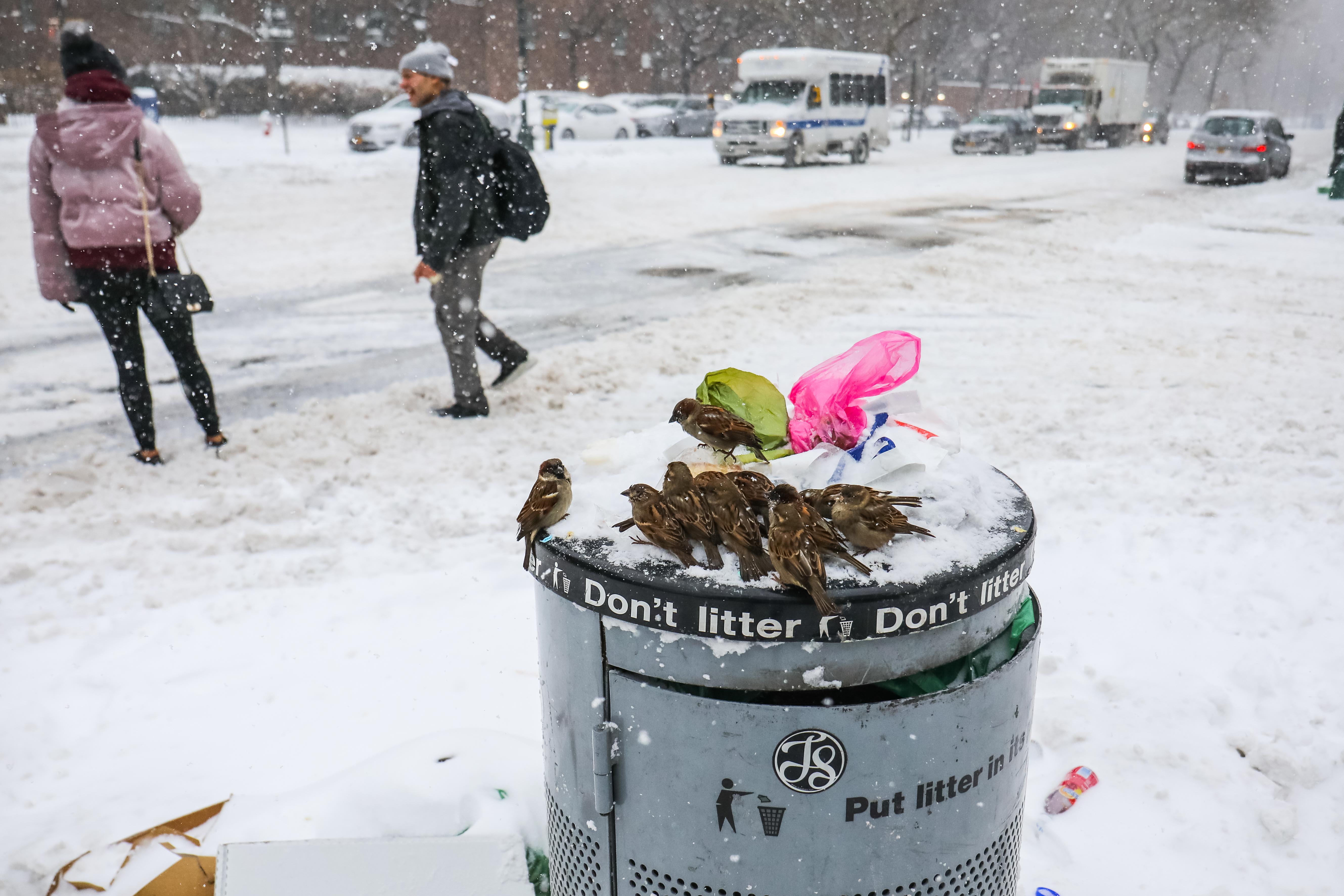 پرندگان در حال چیدن سطل زباله در برف