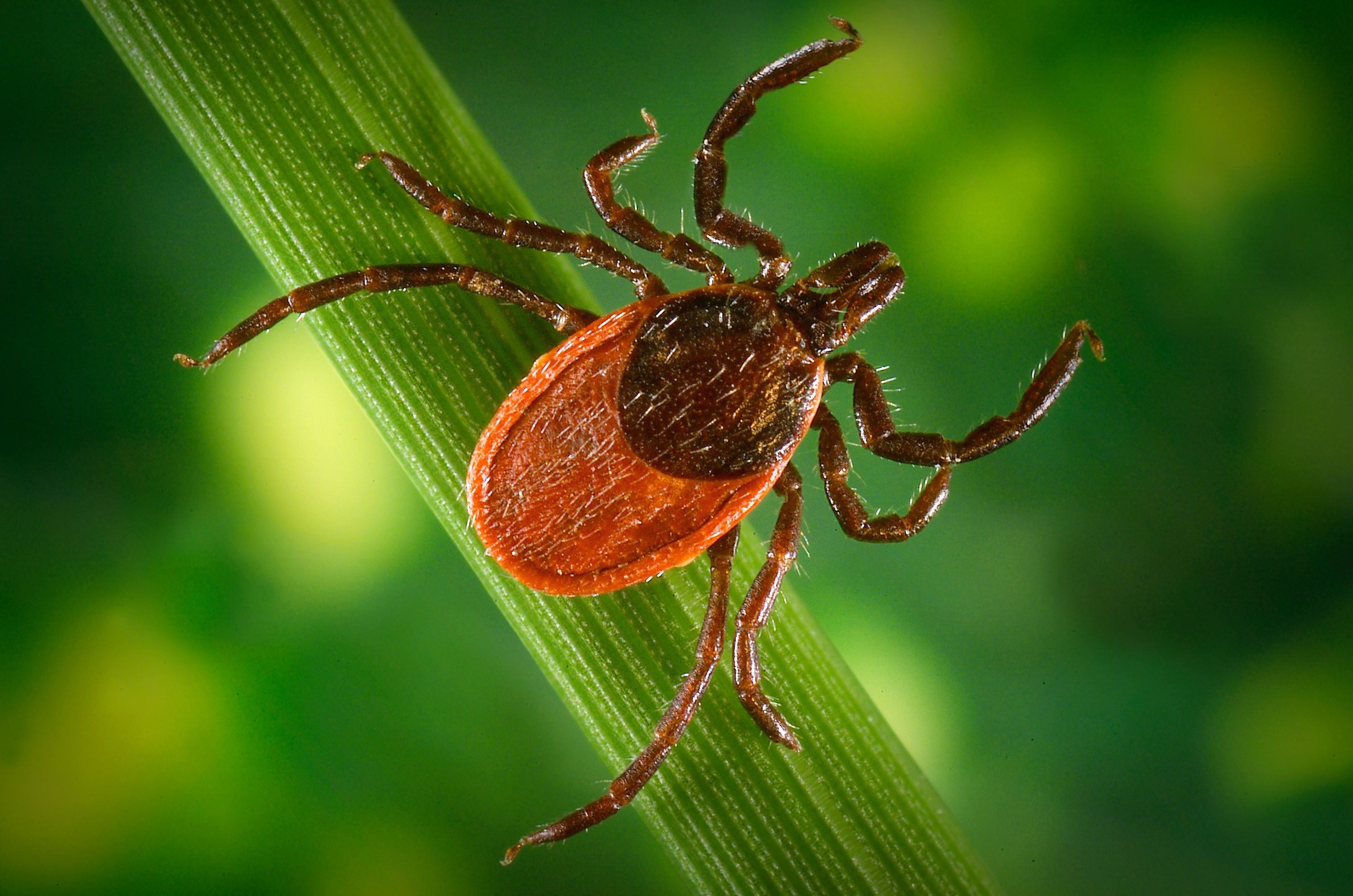 Tick season is back in force: Why outdoorsy NYers should check themselves every 15 minutes