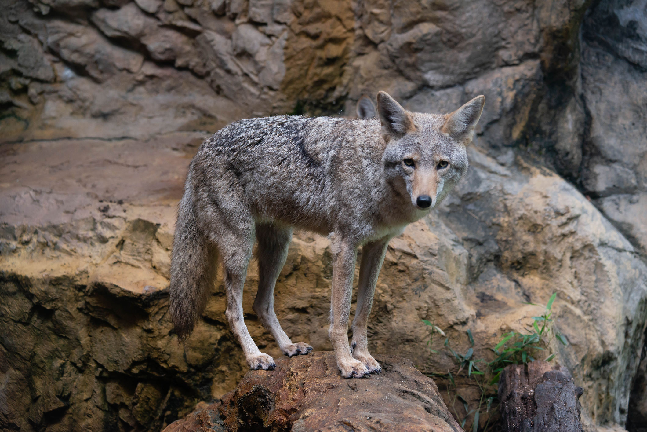 Extra Extra: Brooklyn remains a coyote-free zone