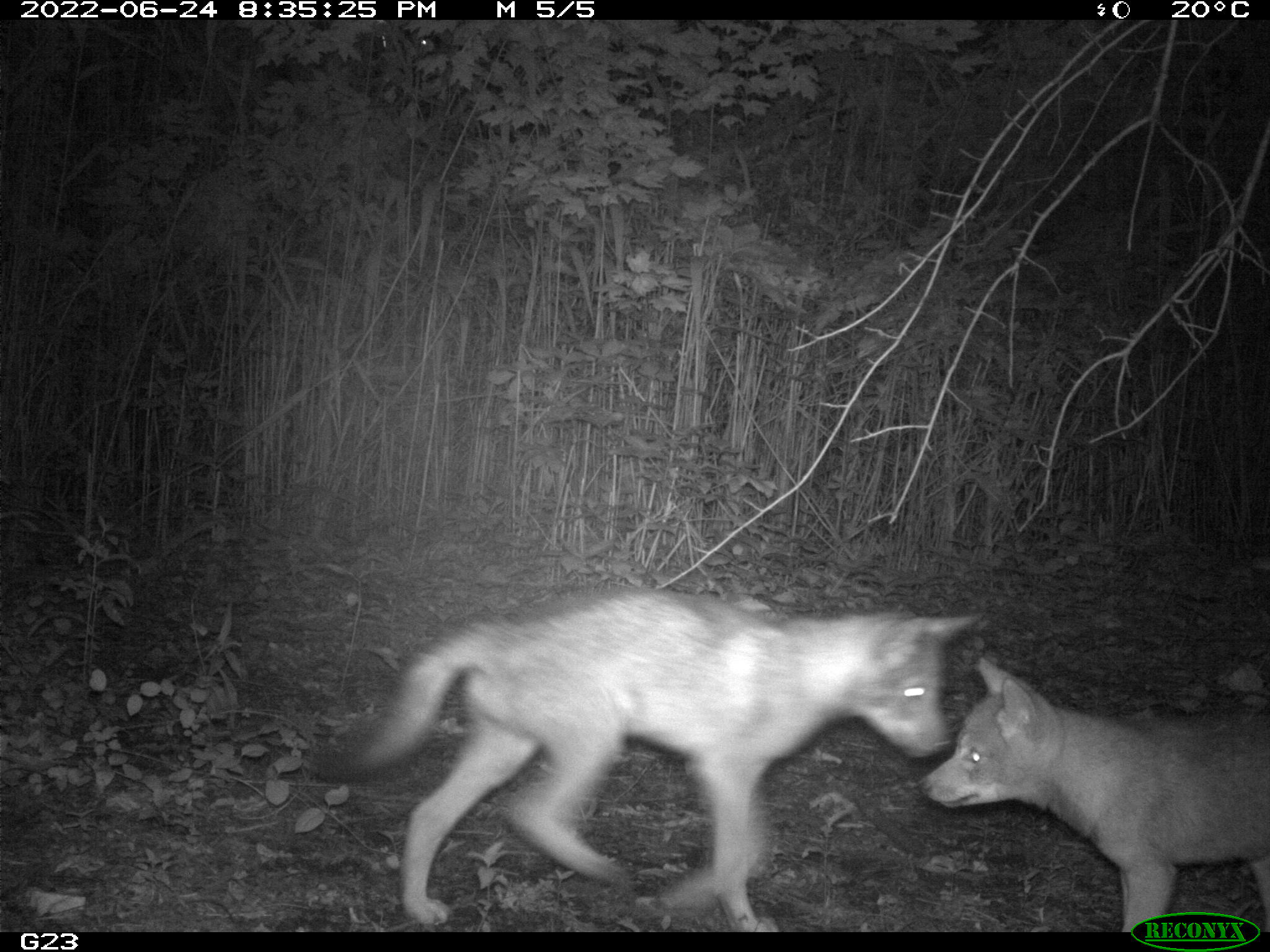 Two pups play at night captured by Gotham Coyote Project’s field cameras over the summer. Pups usually leave their parents’ home when they’re about six months old, but New York City coyotes sometimes choose to wait longer, up to more than one year.