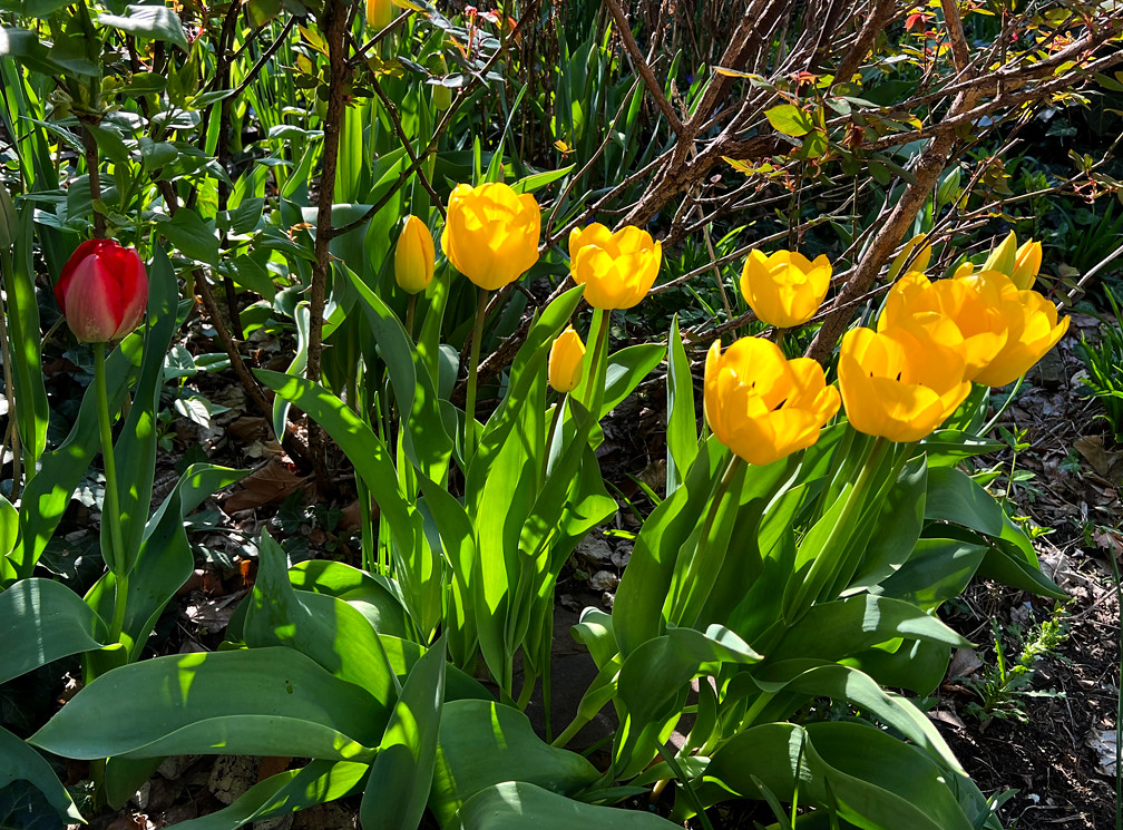 tulips in NYC