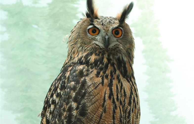 Flaco to remain free: Central Park Zoo gives up on capturing escaped owl for now