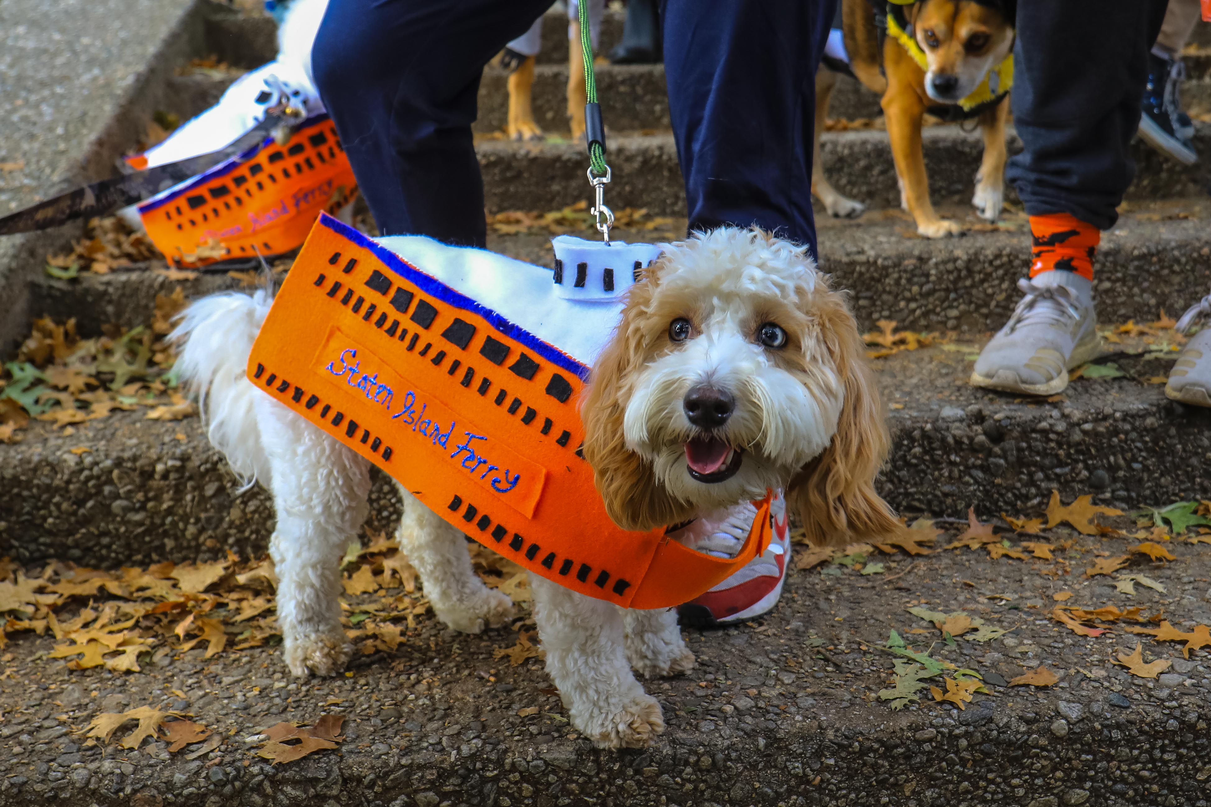 A Guide To NYC's Very Good Dog Halloween Parades