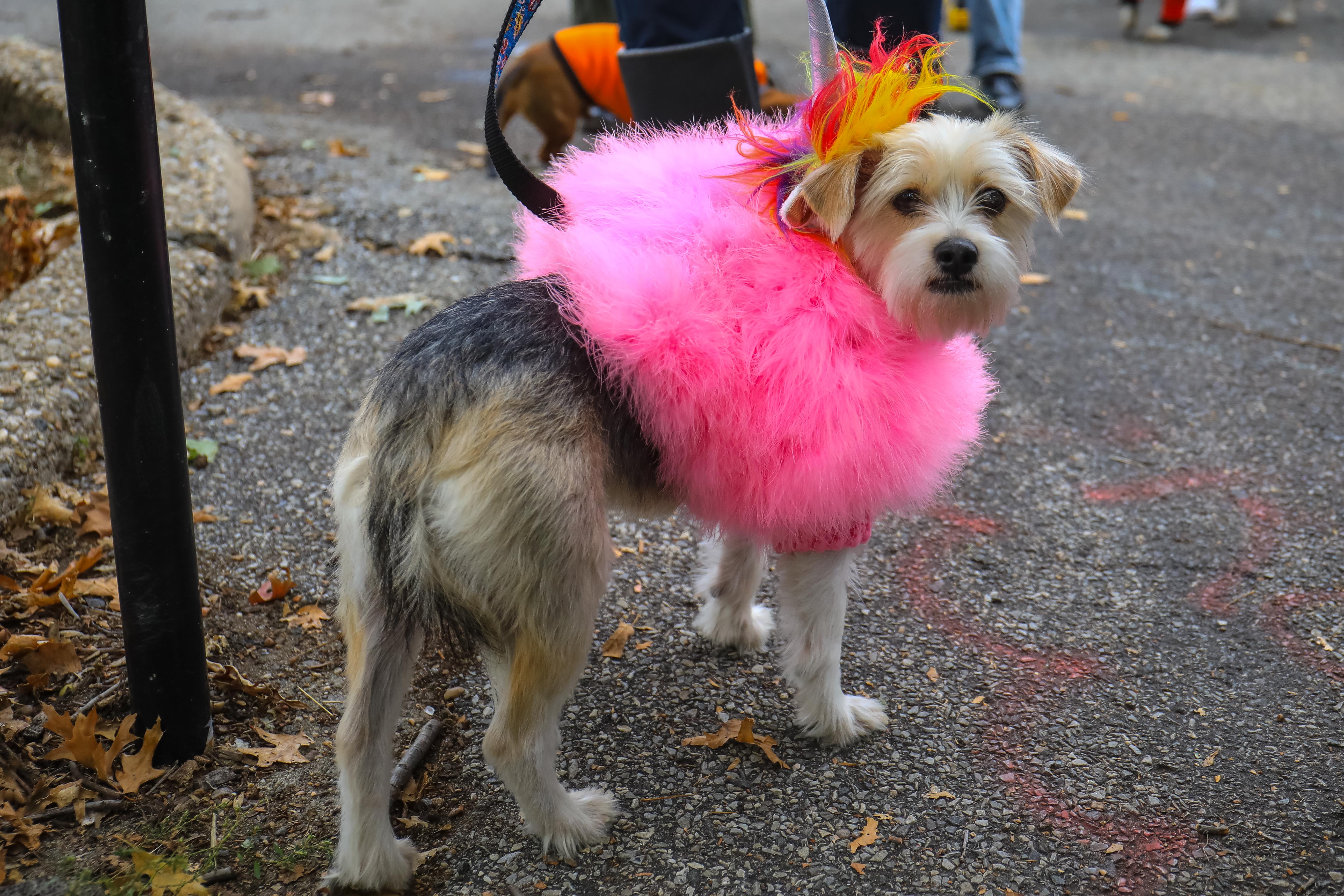 Pet Costume Parade — Canandaigua Business Improvement District