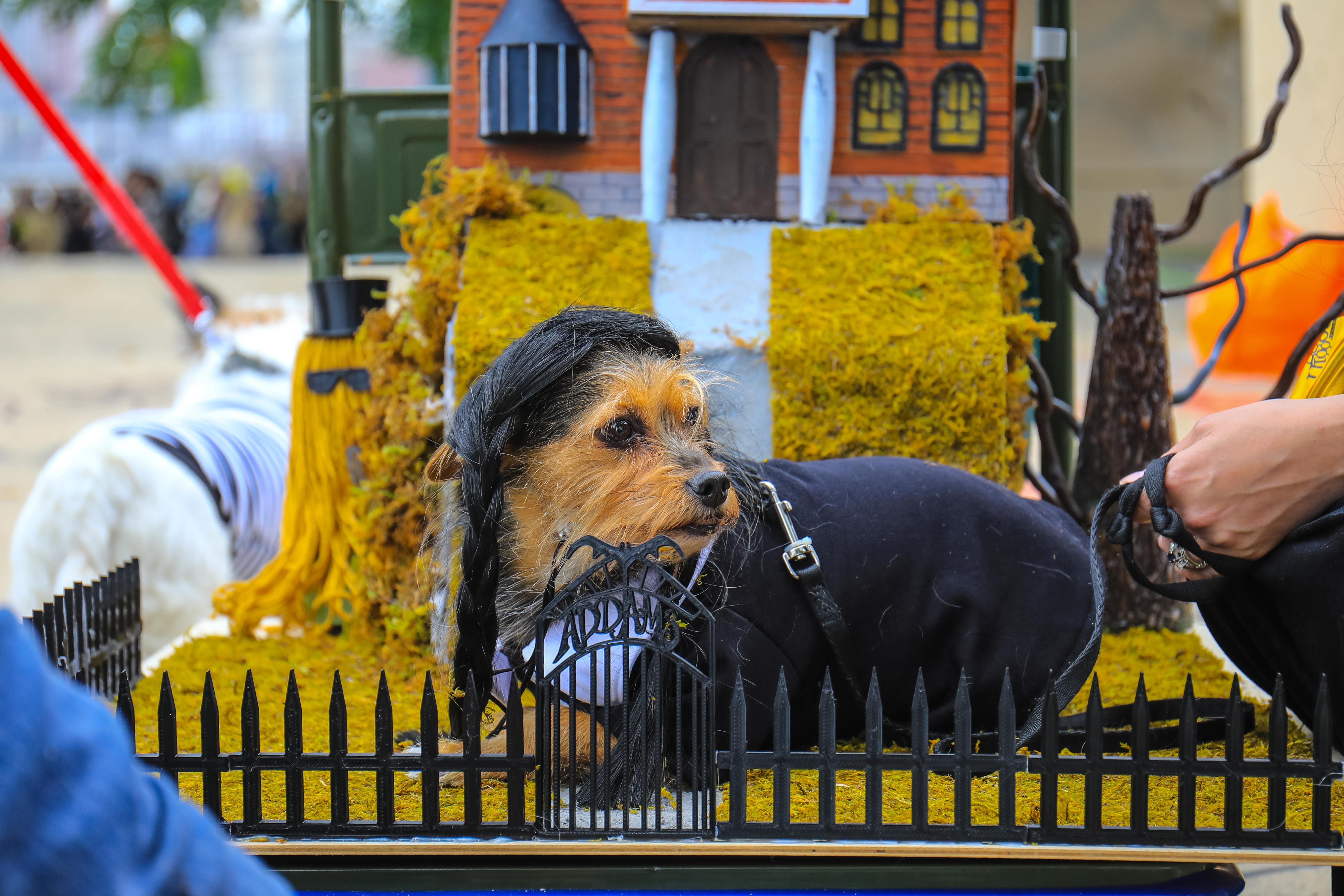 The 31st annual Tompkins Square Halloween dog parade, Art and design