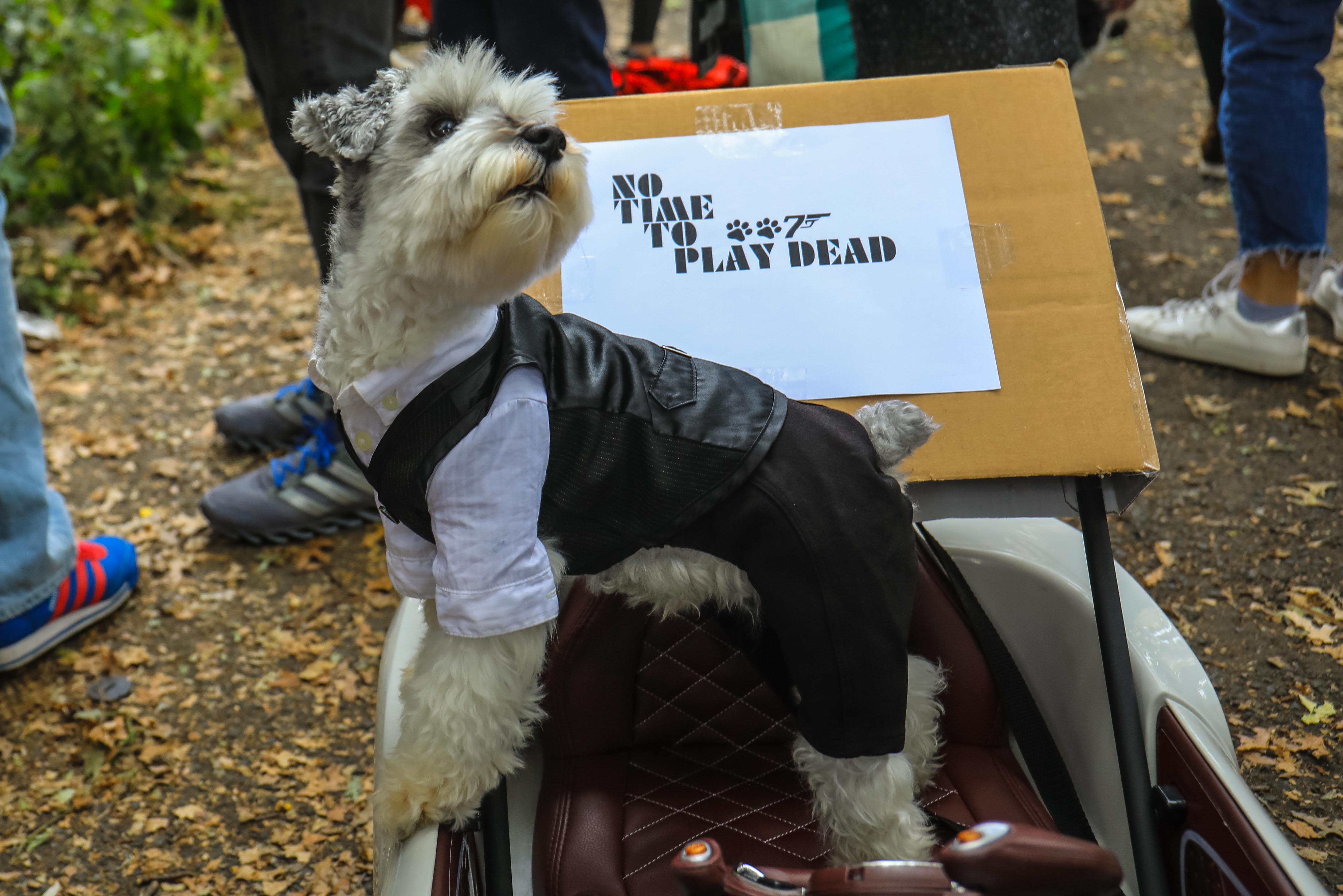 Pet Costume Parade — Canandaigua Business Improvement District