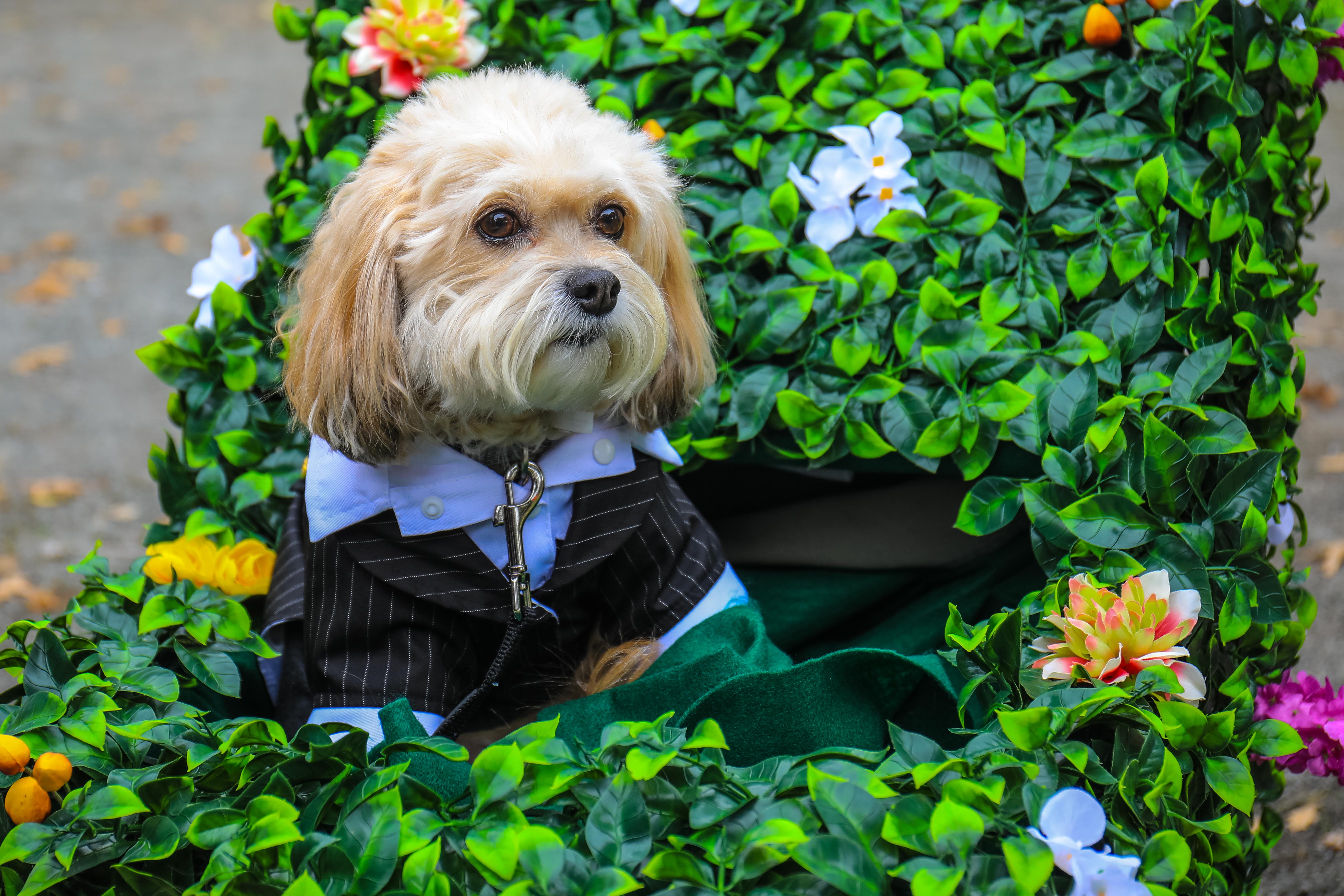 Here's where to watch a Halloween pet parade this month