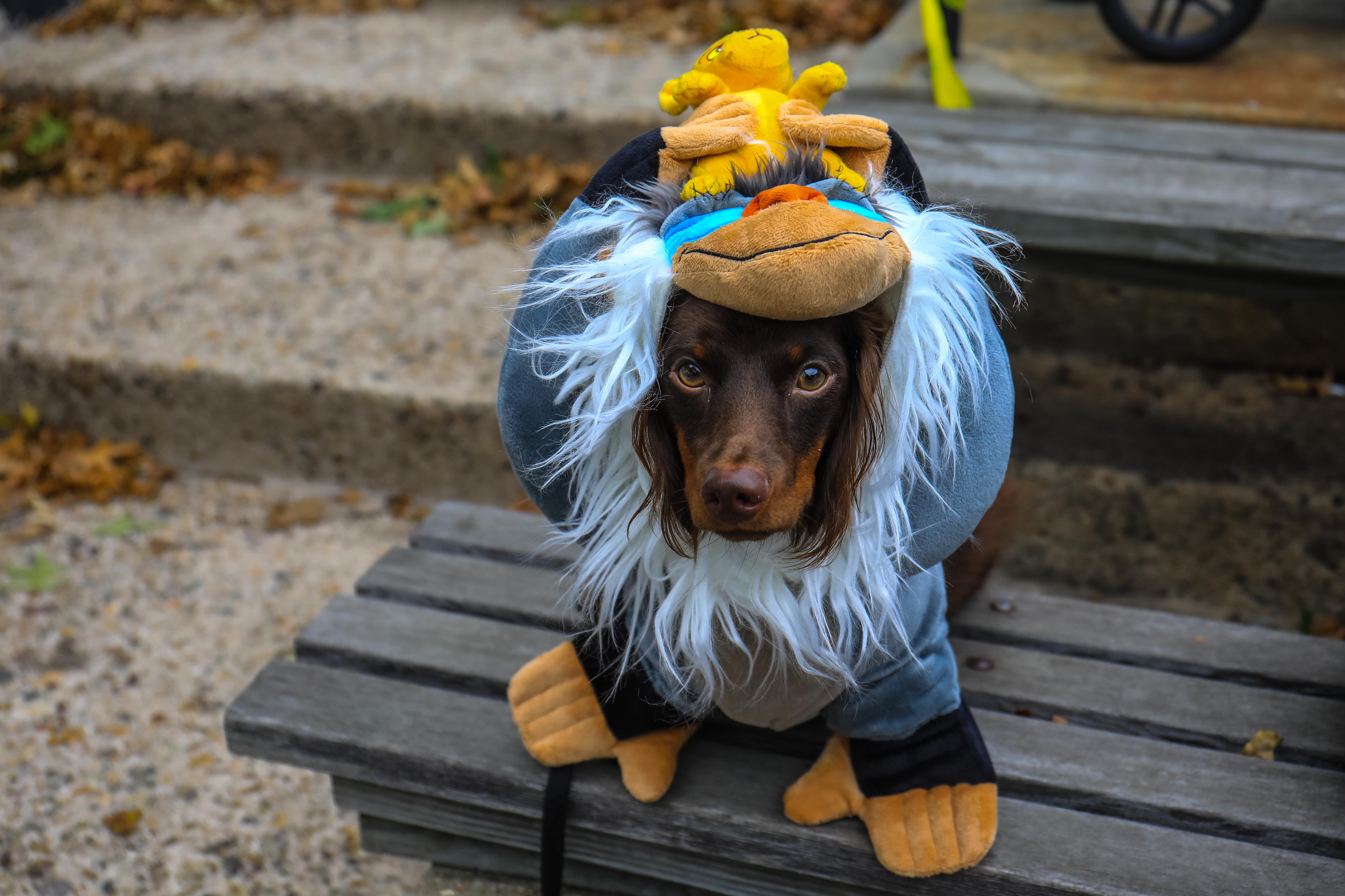 Pet Costume Parade — Canandaigua Business Improvement District