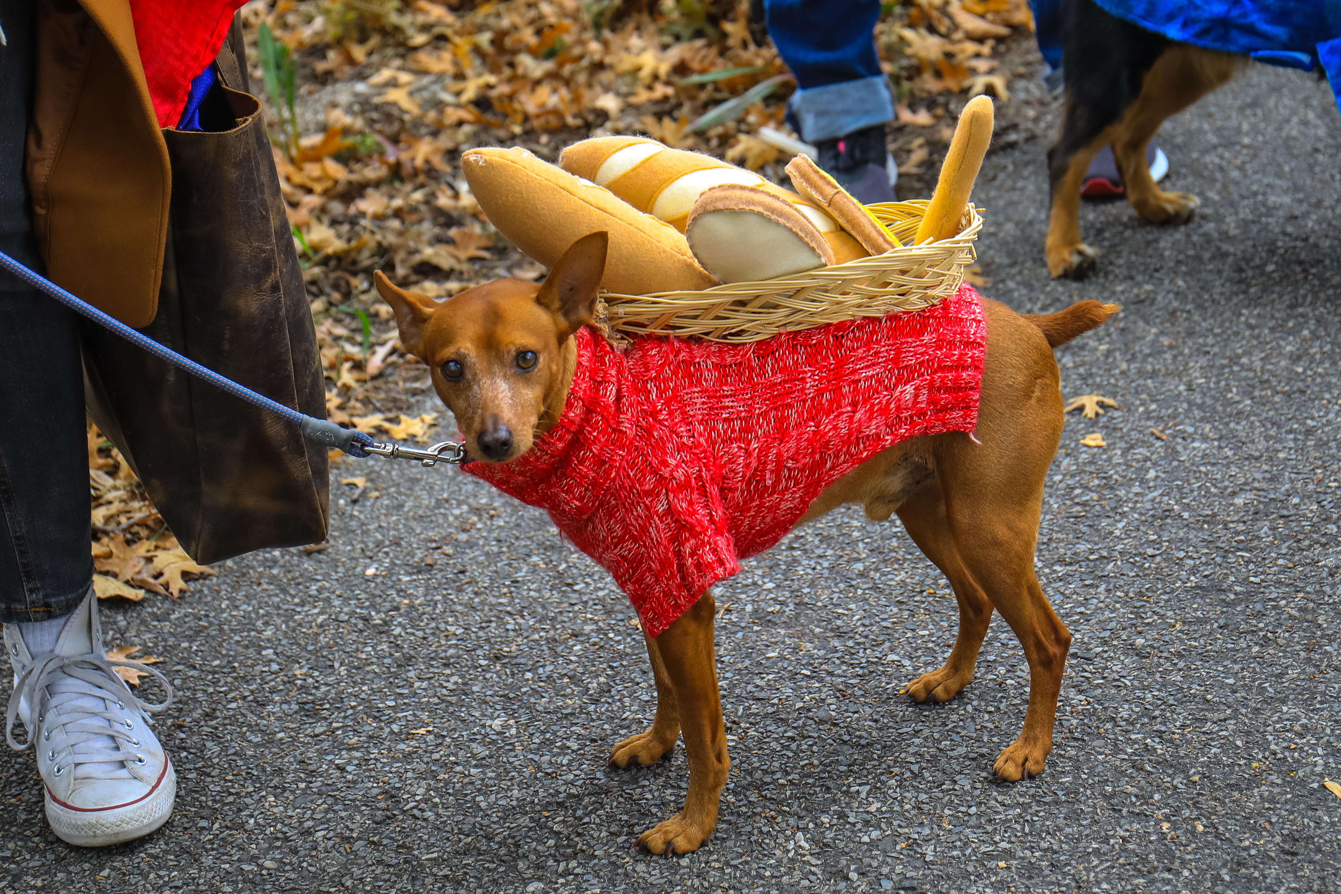 The 31st annual Tompkins Square Halloween dog parade, Art and design