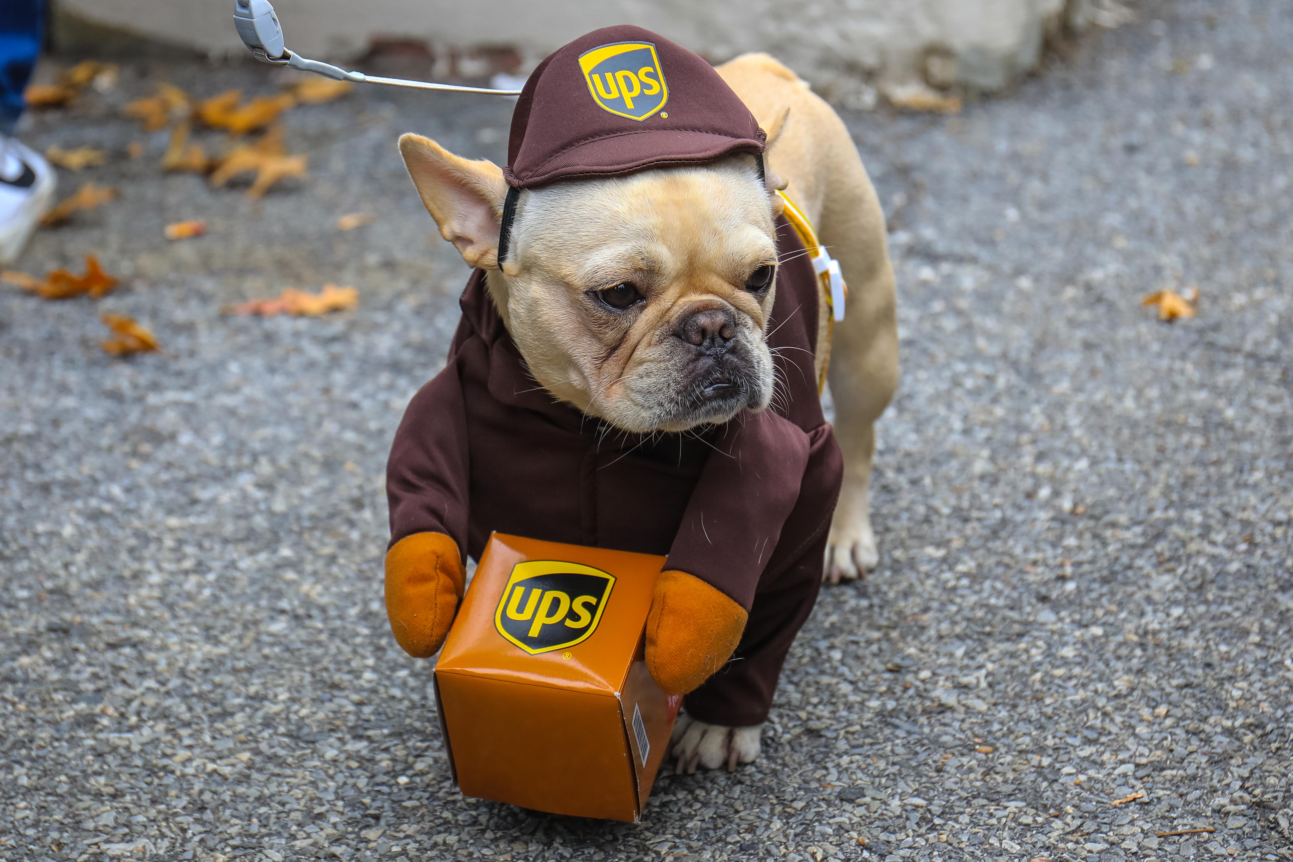 The 31st annual Tompkins Square Halloween dog parade, Art and design