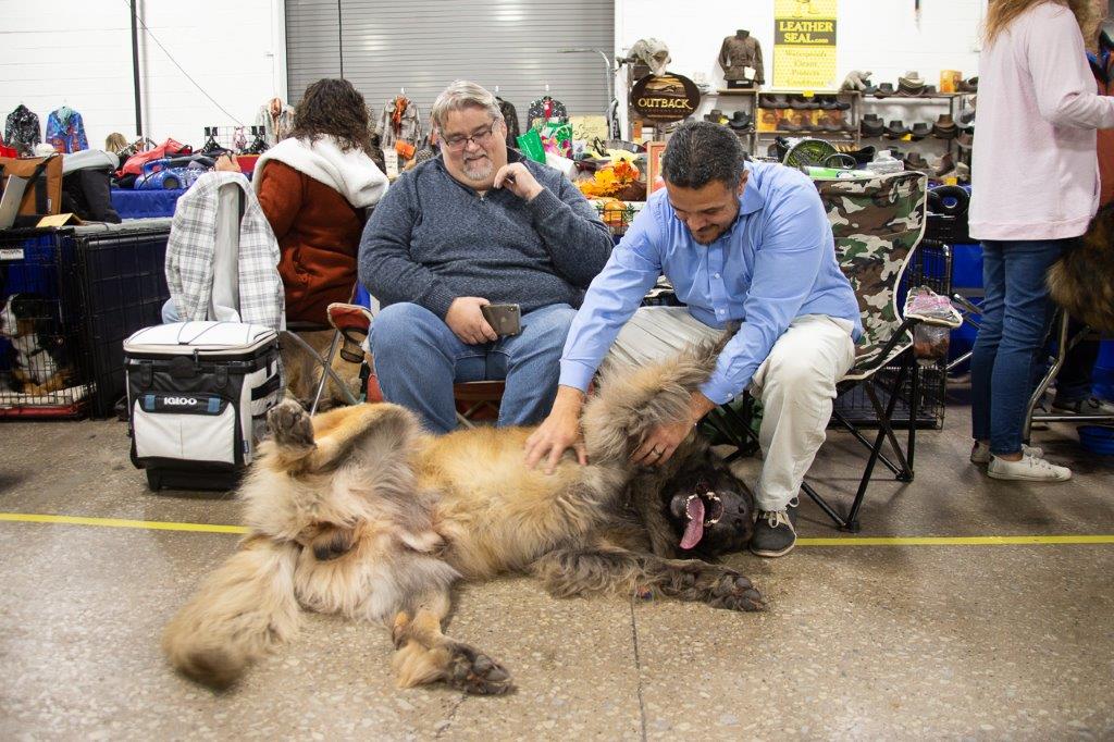 The Best Thanksgiving Tradition Is The National Dog Show Gothamist