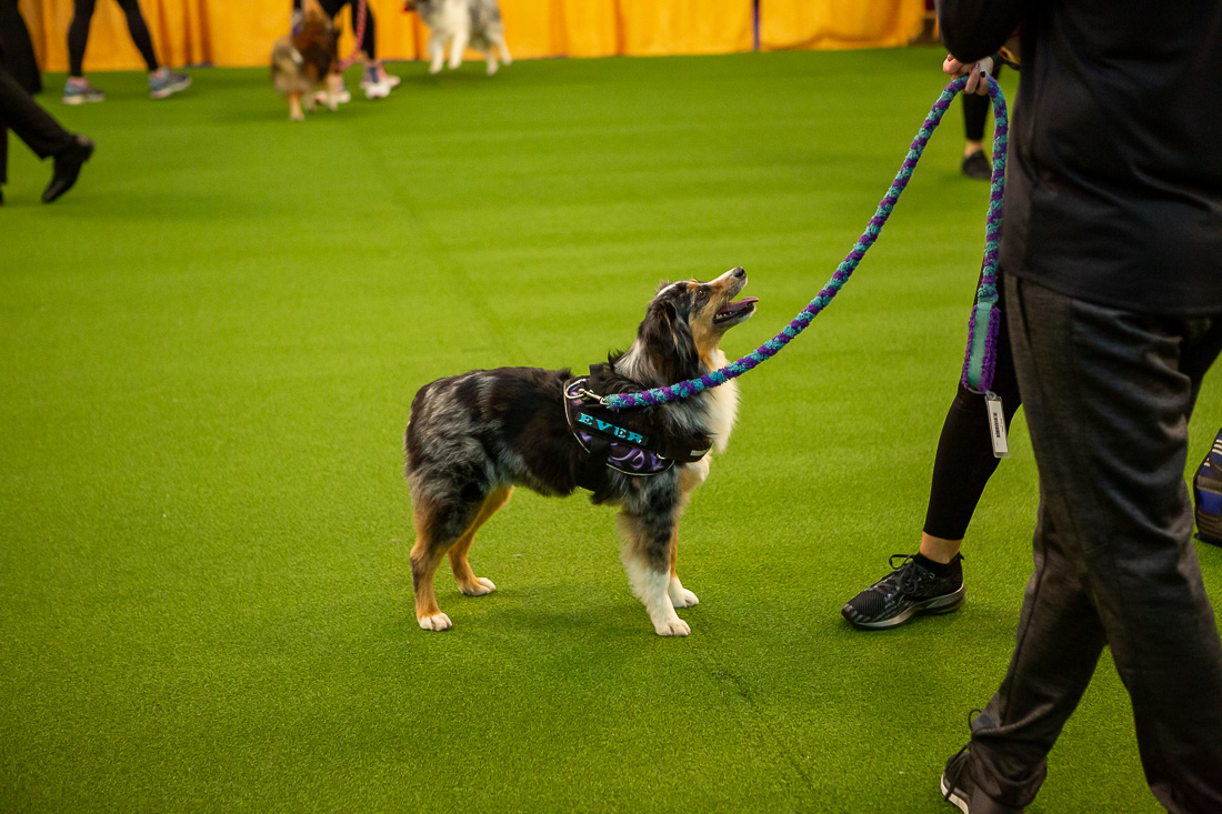 što je cc dog show