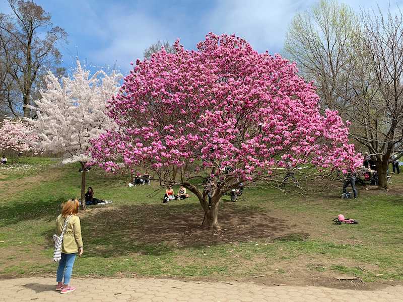 A woman looks at a beautiful flowering magnolia tree in New York City.