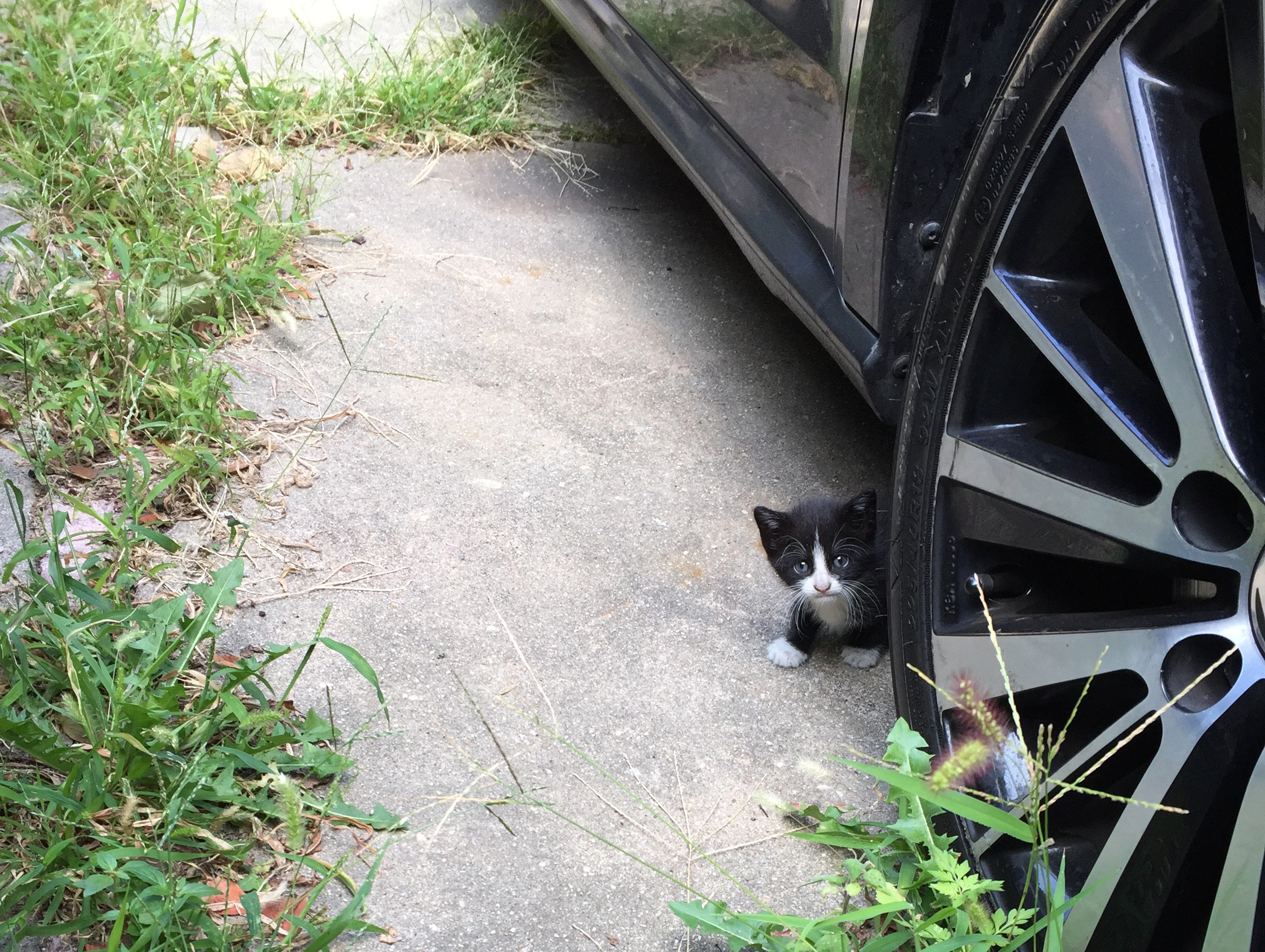 How to Clear 500,000 Feral Cats From New York's Streets - The New