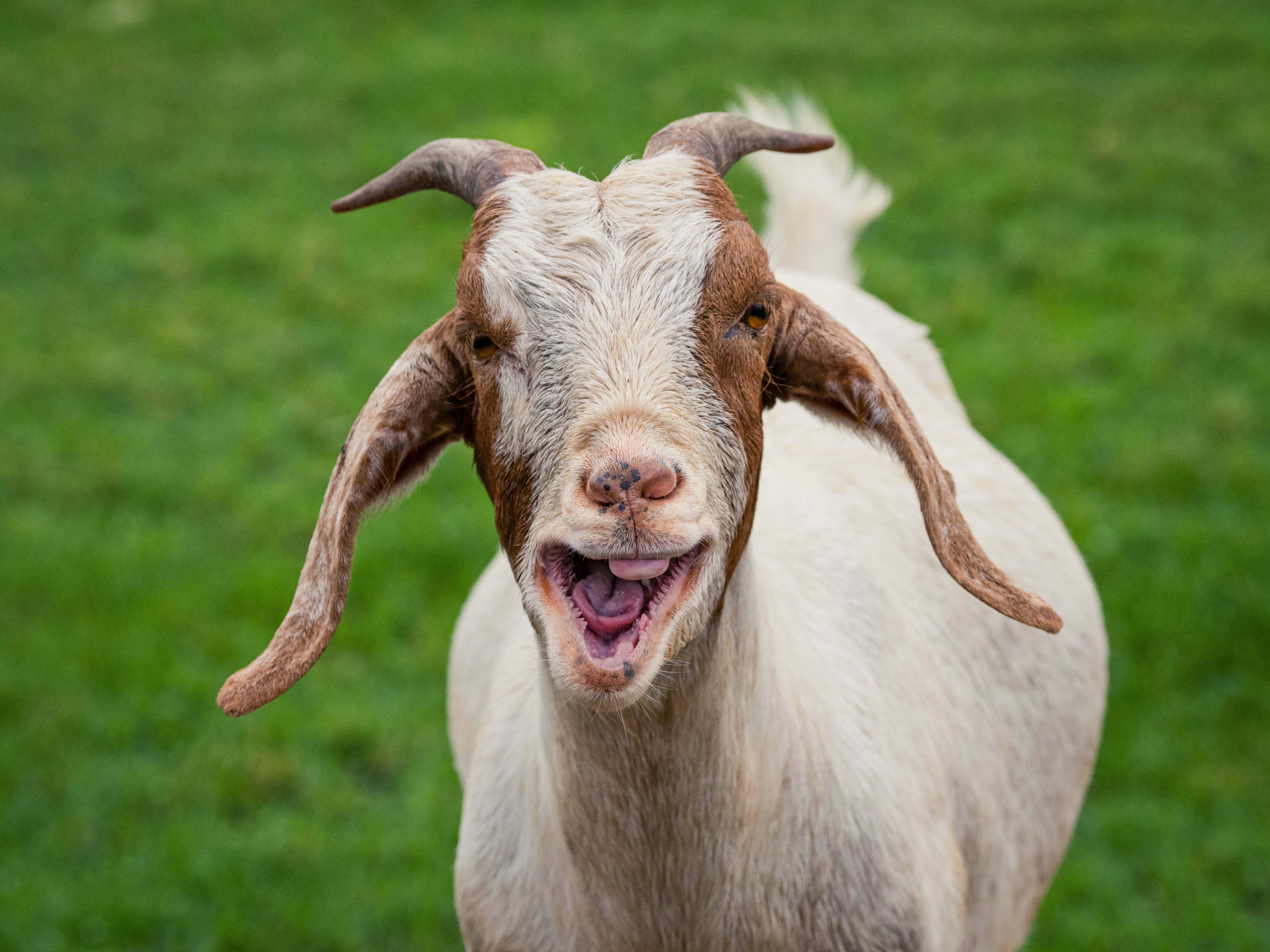 Extra Extra: Distressed man or sad goat?