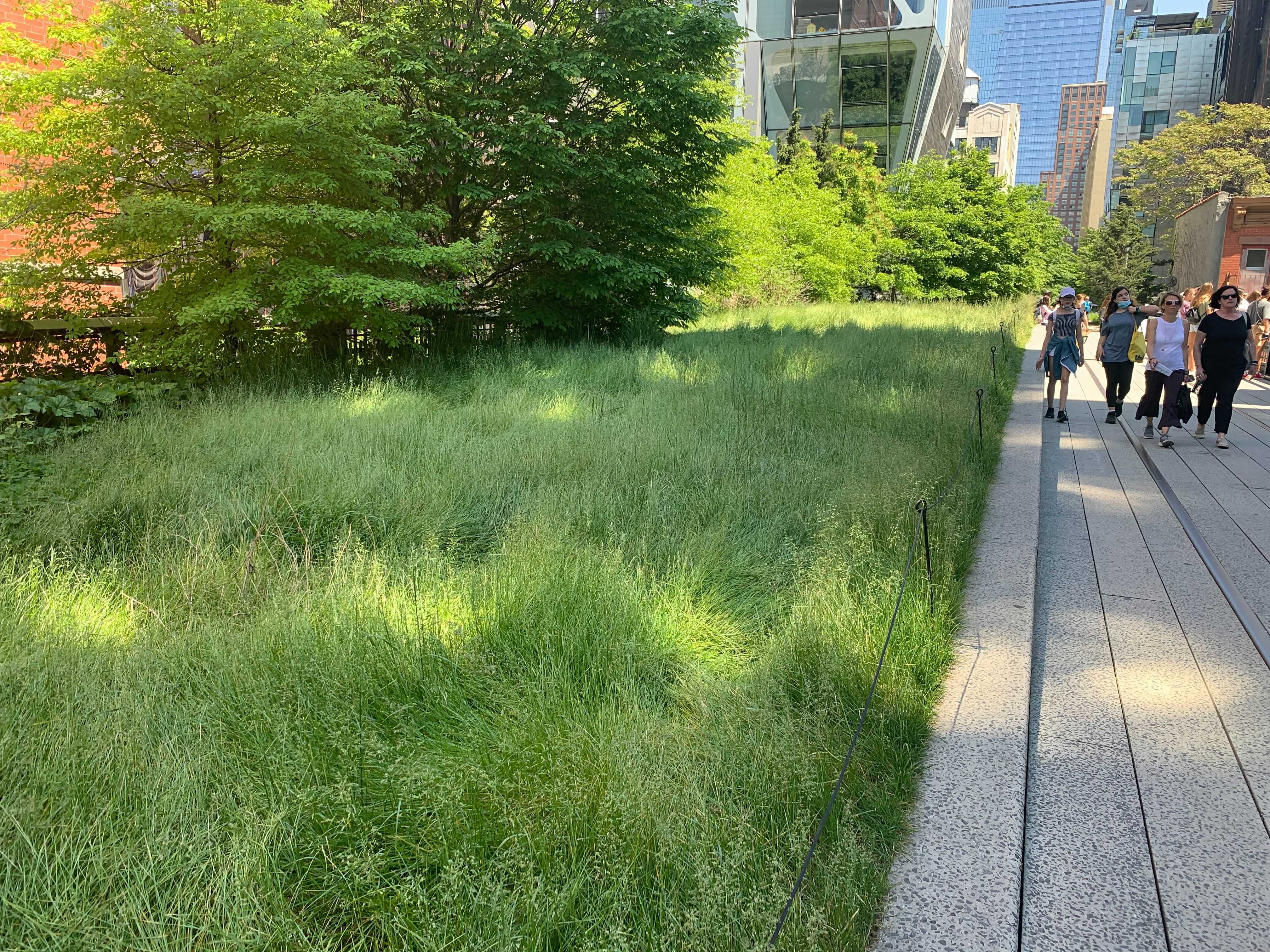 people walk past really tall grass on the High Line