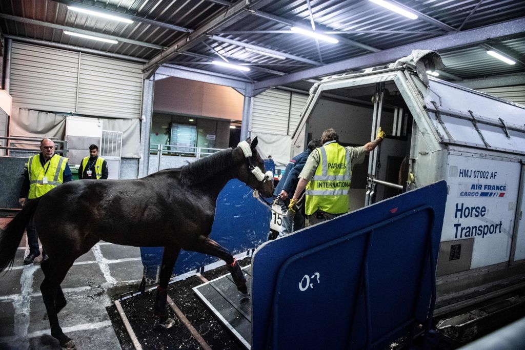 Extra Extra: Horse on a plane