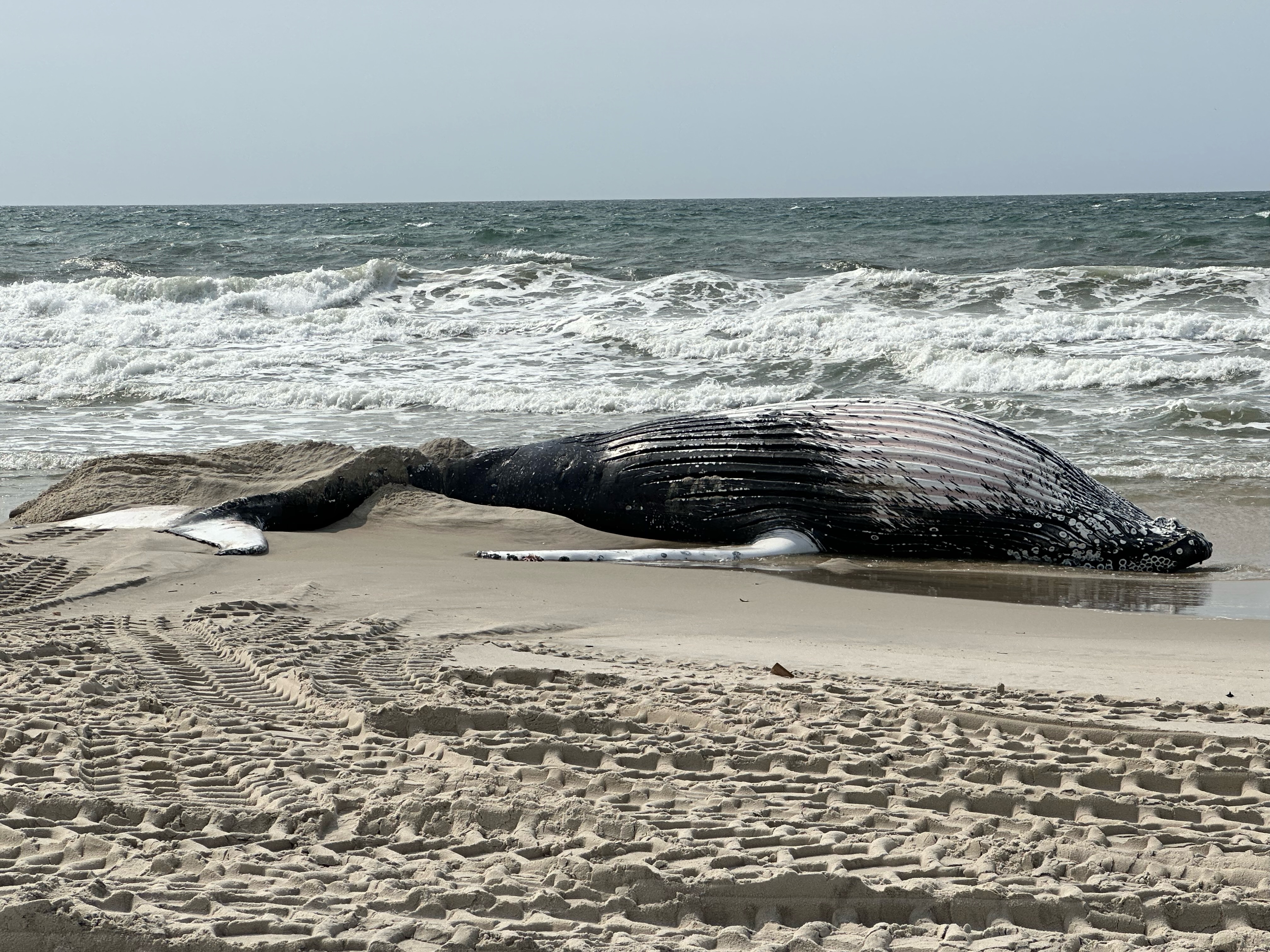 Dead whales are washing up on the East Coast. The reason remains a mystery.