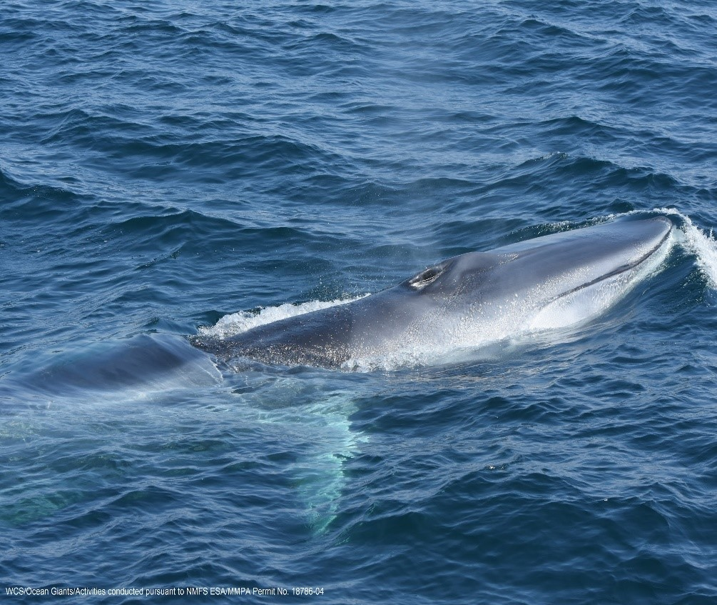 Meet one of NYC&rsquo;s largest new residents: The fin whale