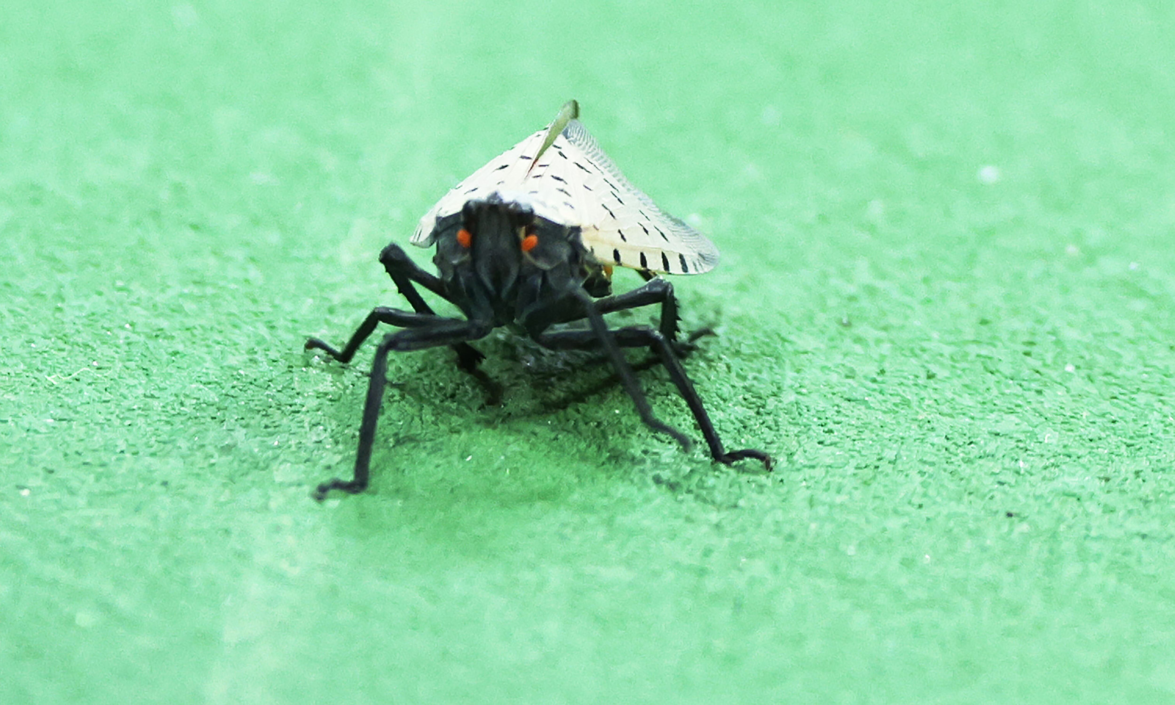 a spotted lanternfly on a tennis court
