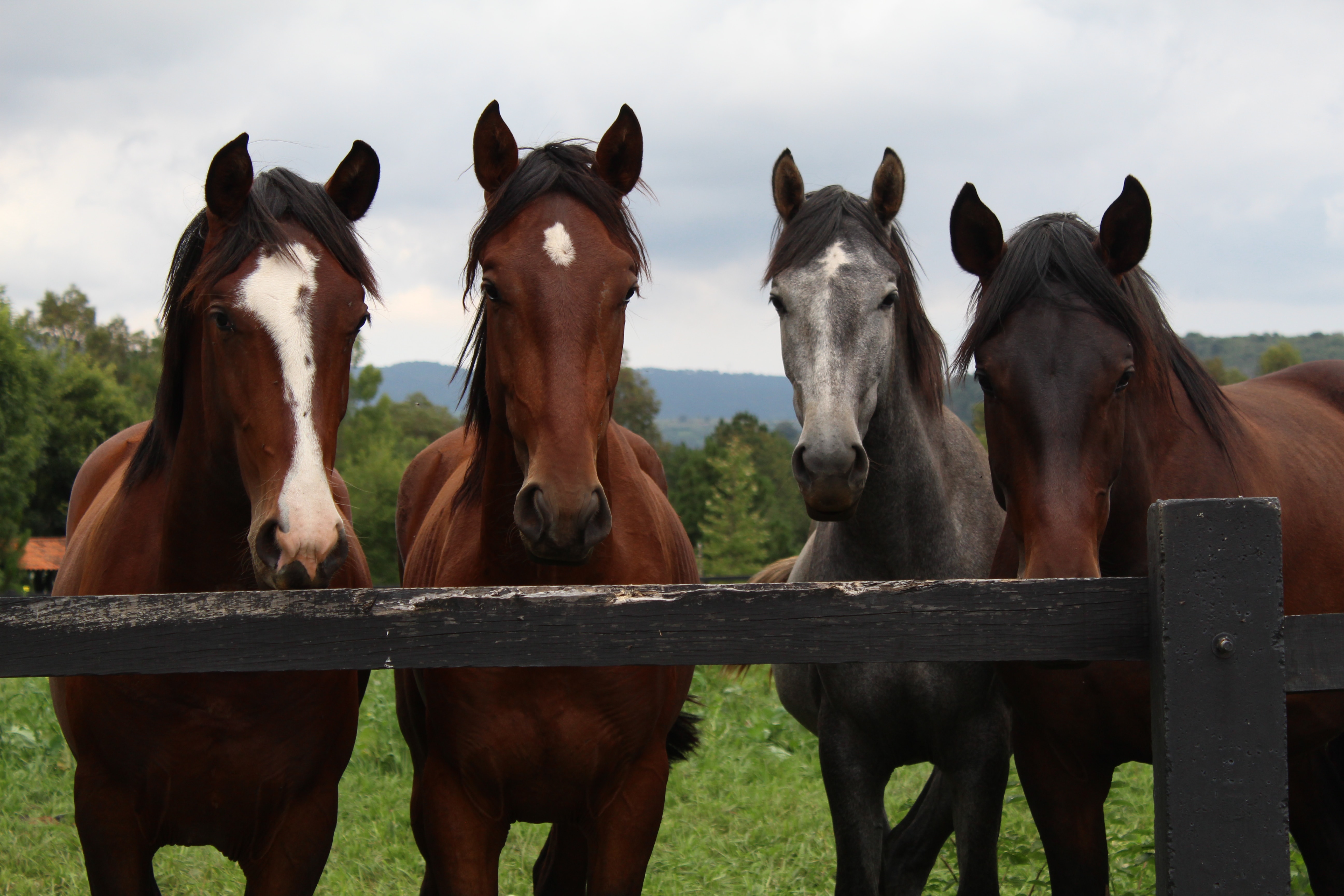 Extra Extra: No more slaughtering horses for food in NY