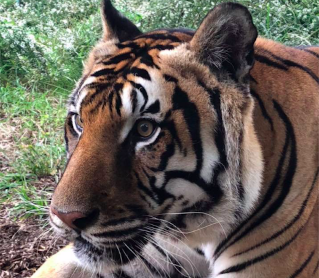 Ming, tiger rescued from Harlem apartment in 2003, has died - ABC7