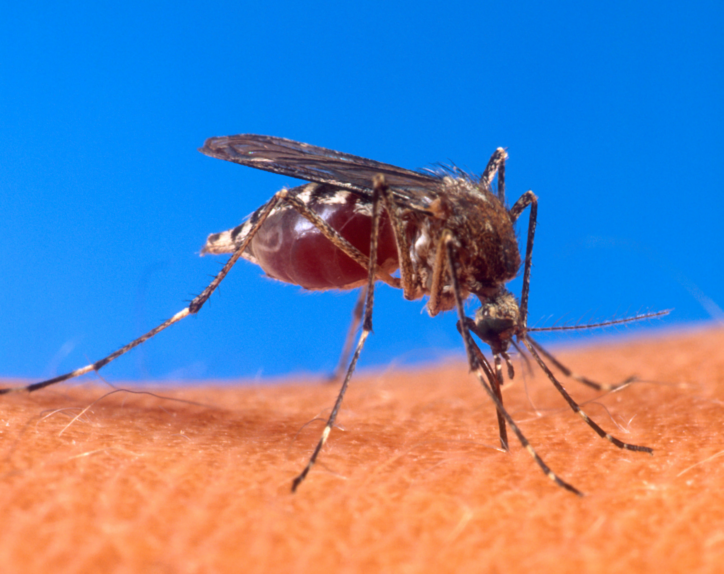 City to launch aerial assault on mosquito population this month