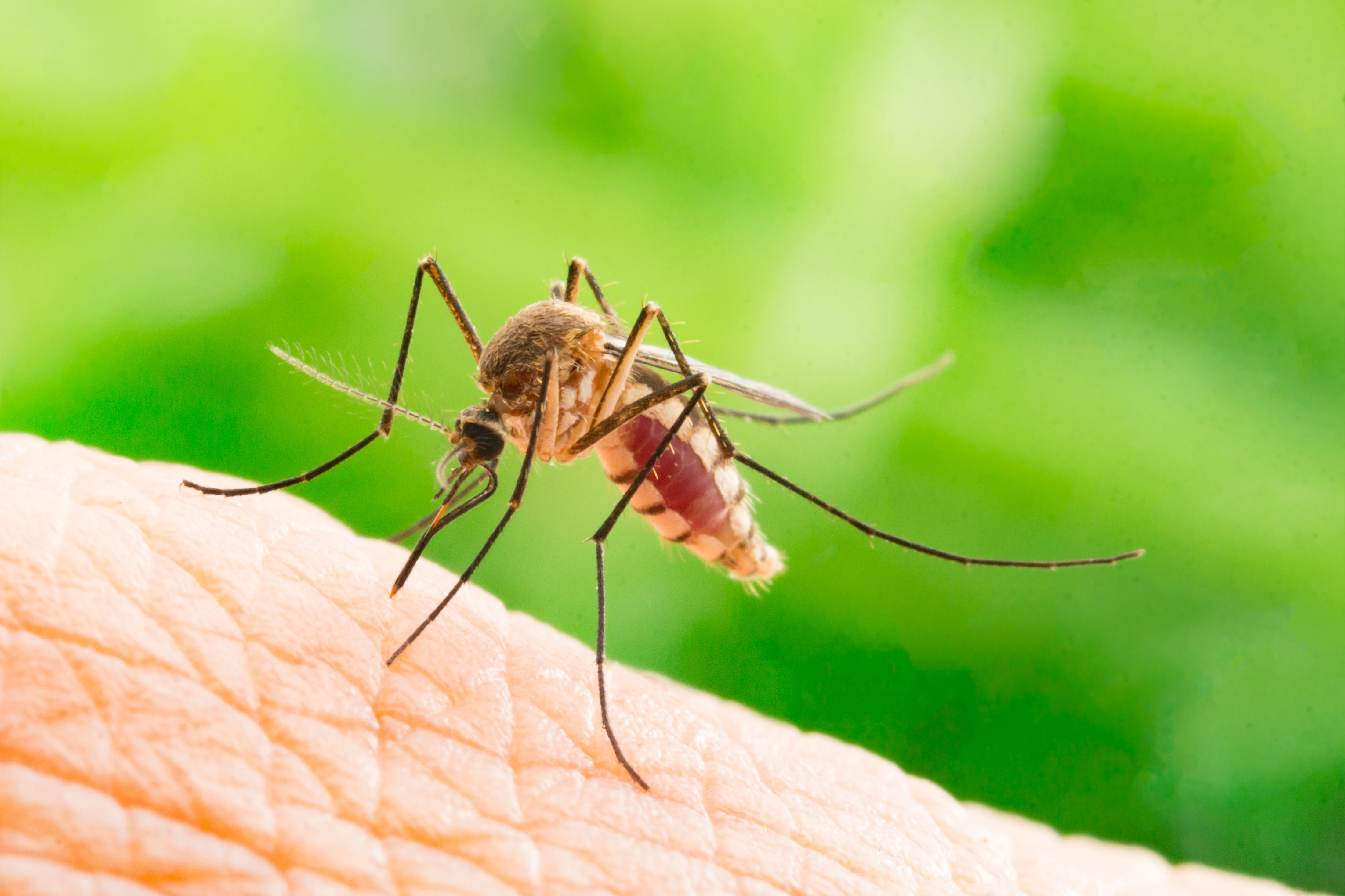 Recent Rain & Heat Are Creating Ideal Conditions For West Nile Virus