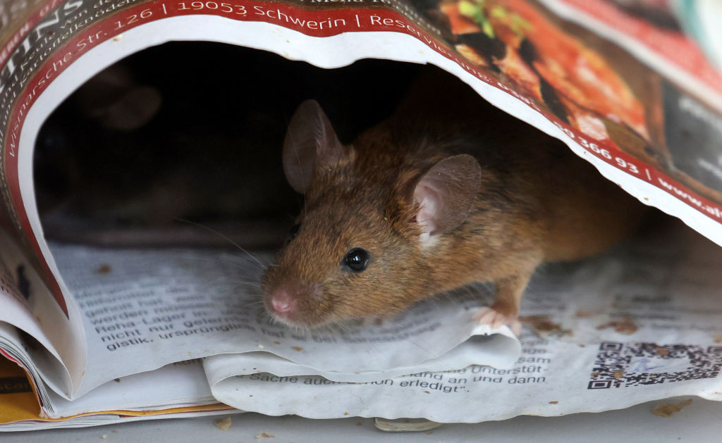Early Addition: The mice are outsmarting exterminators Early Addition: The mice are outsmarting exterminators