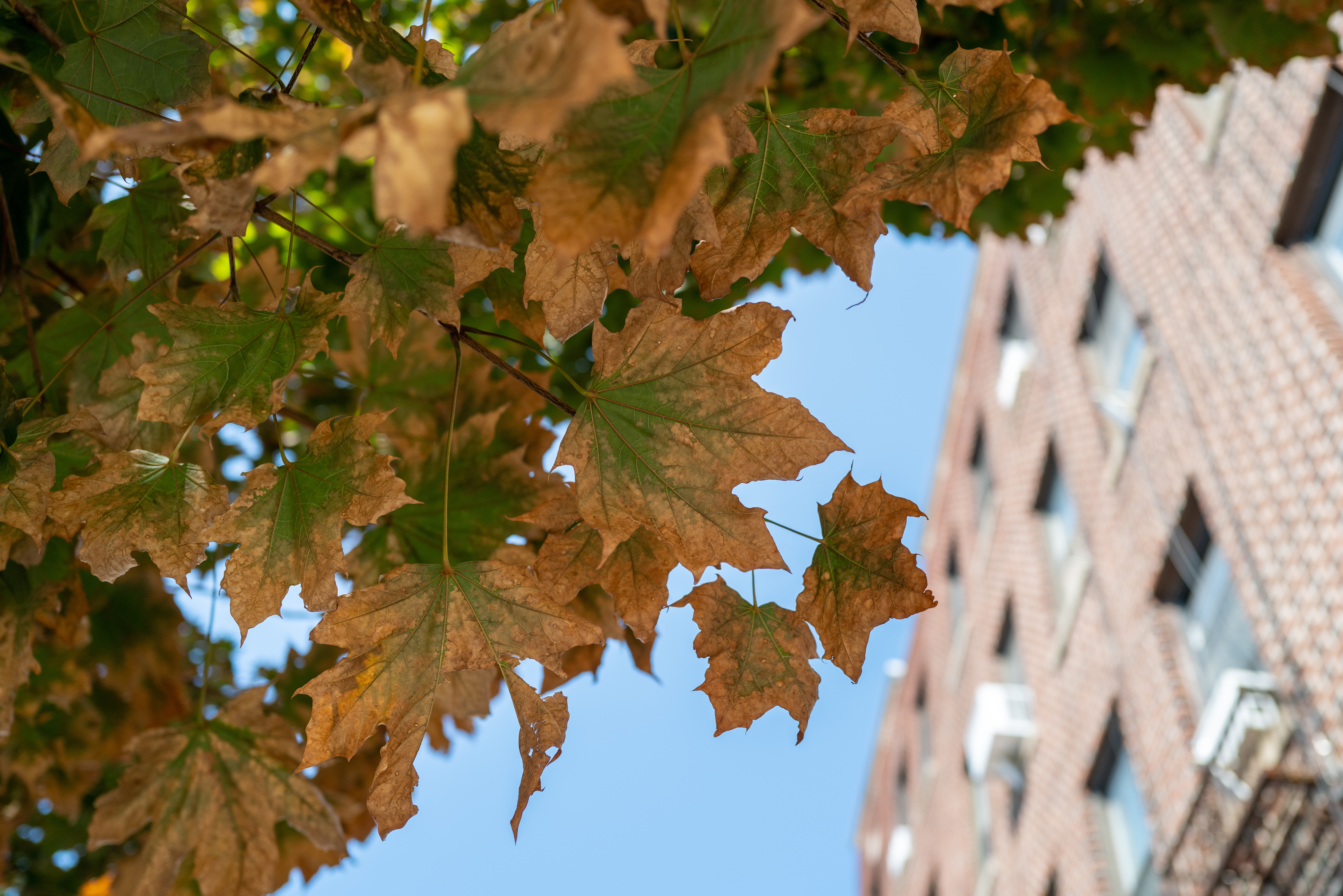 A plant’s ‘glow’ can predict some droughts weeks in advance: UConn