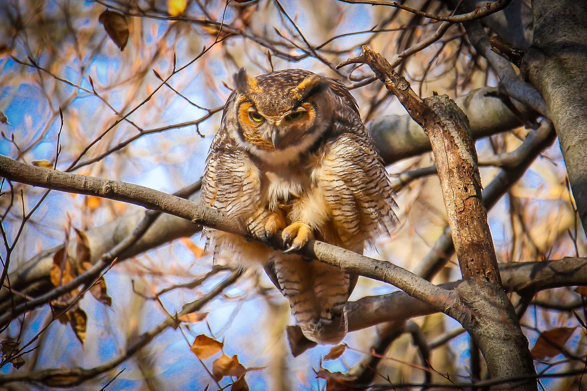 an owl in Central Park