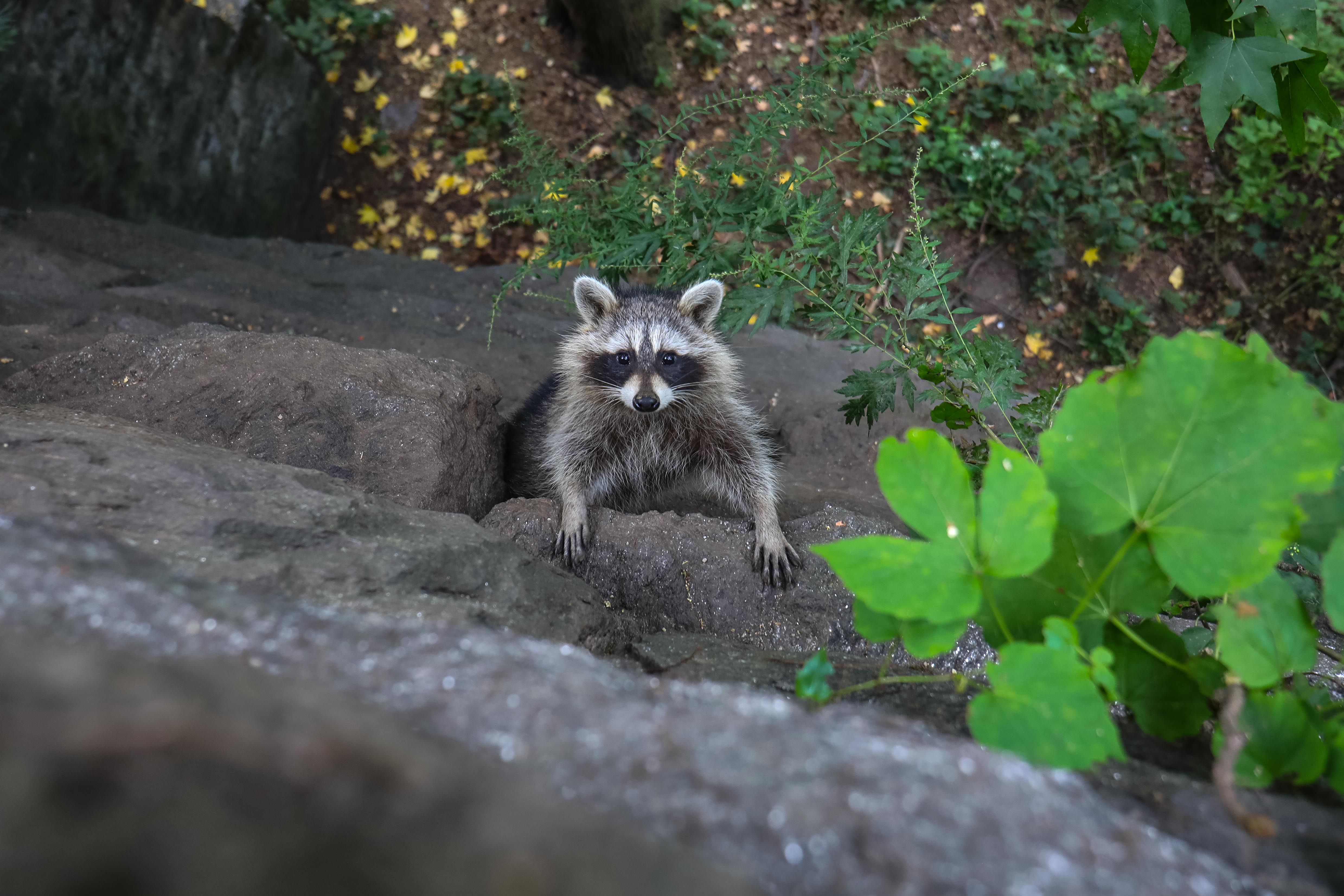 Incredible Falling Raccoon Rescue Caught On Video