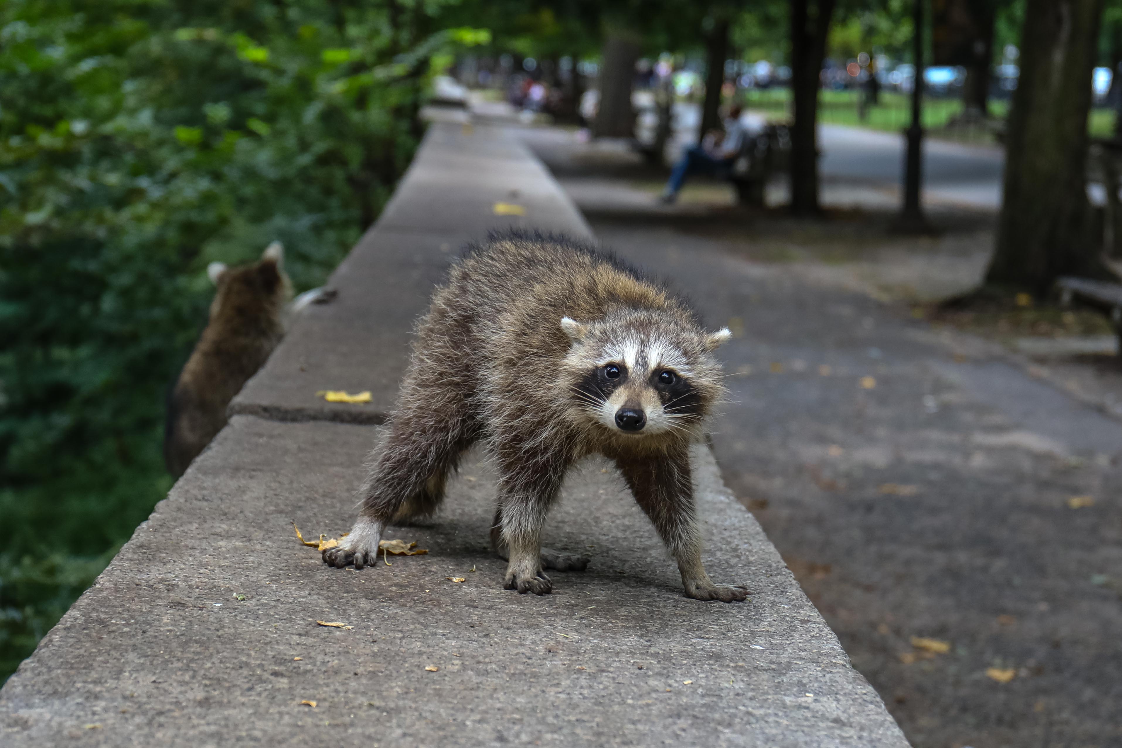 10 Best Get Rid Of Raccoons for 2023 - The Jerusalem Post