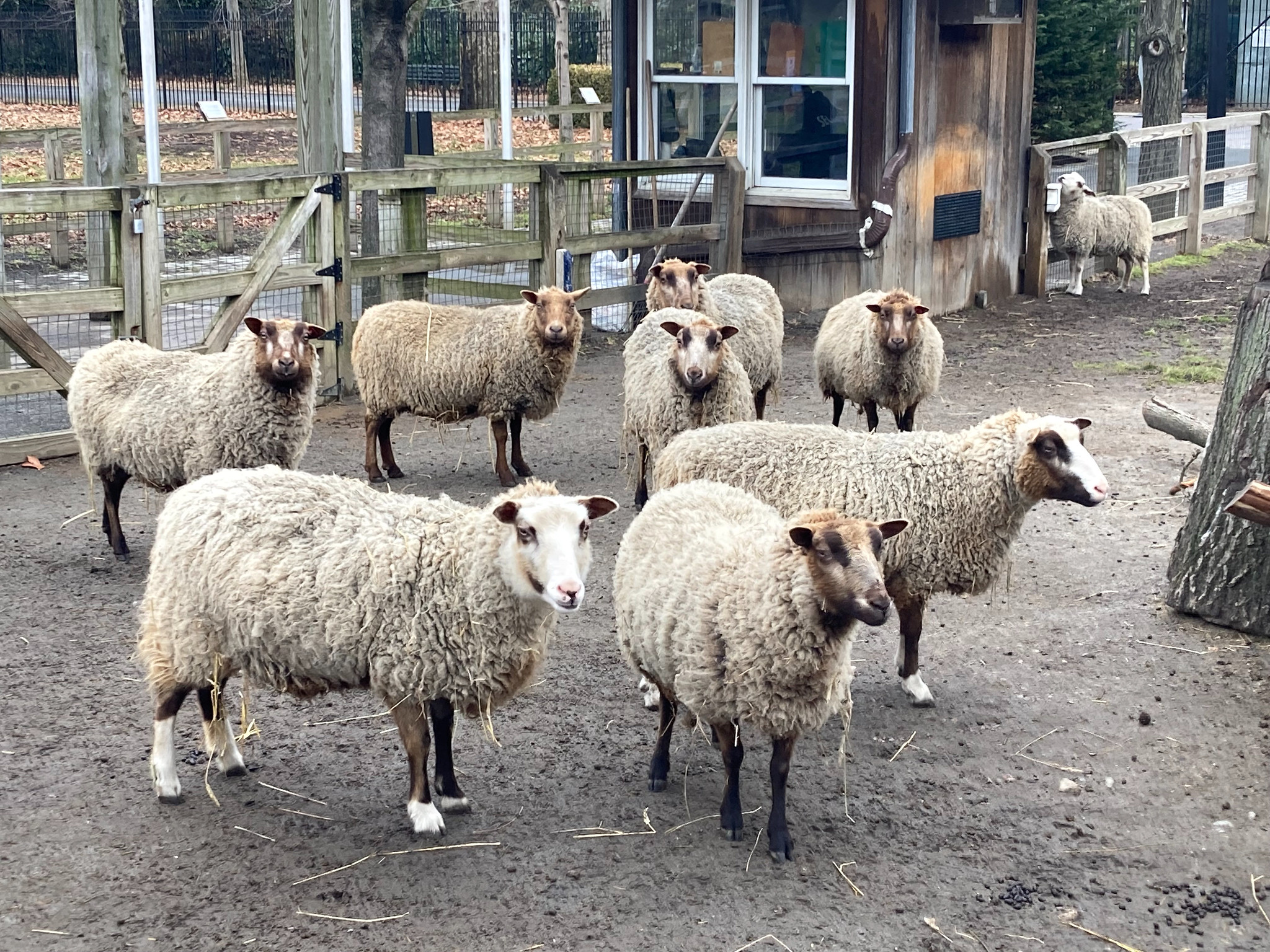sheep at the Queens Zoo