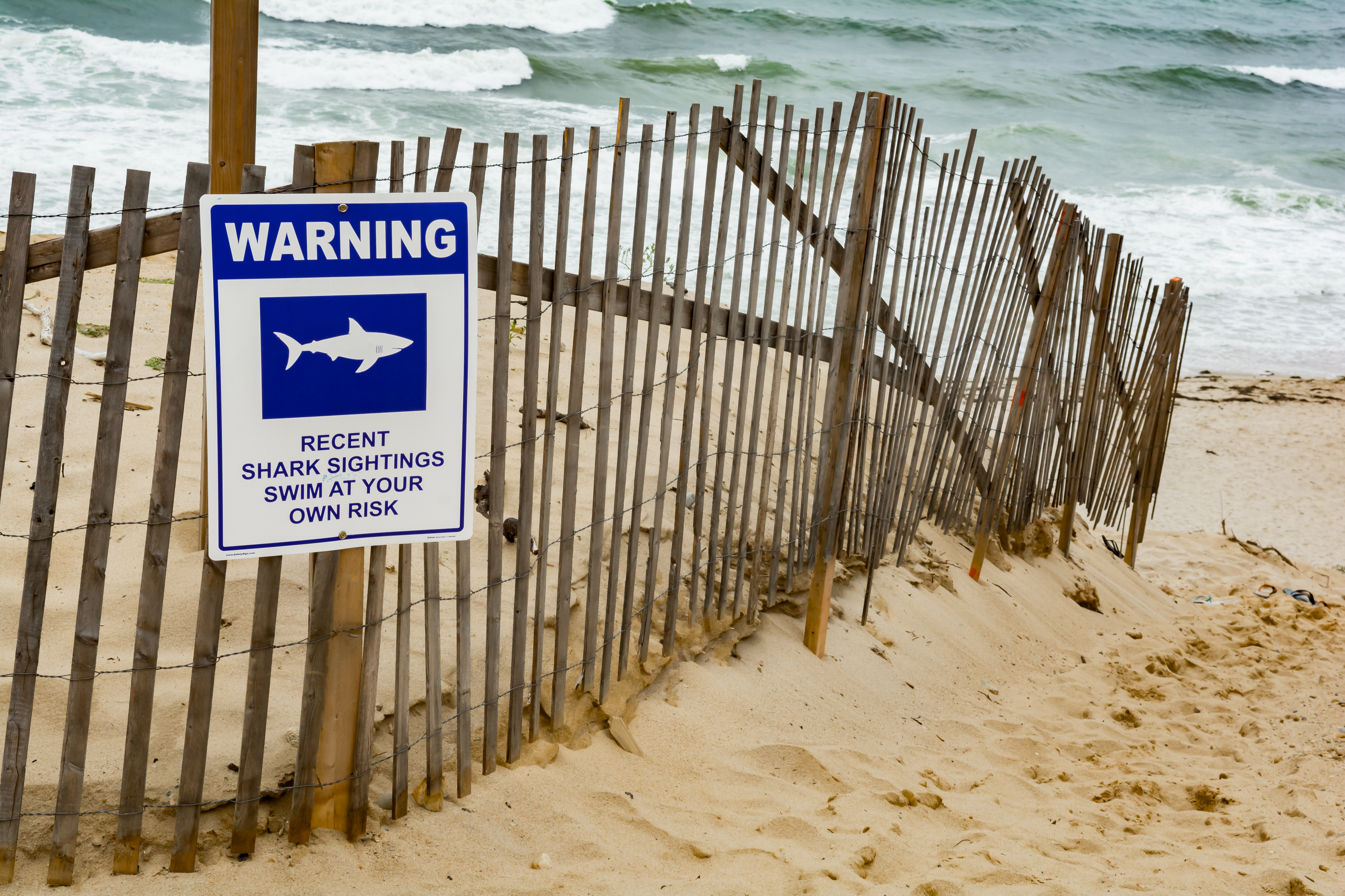 Four shark bites reported off NY coast over holiday weekend