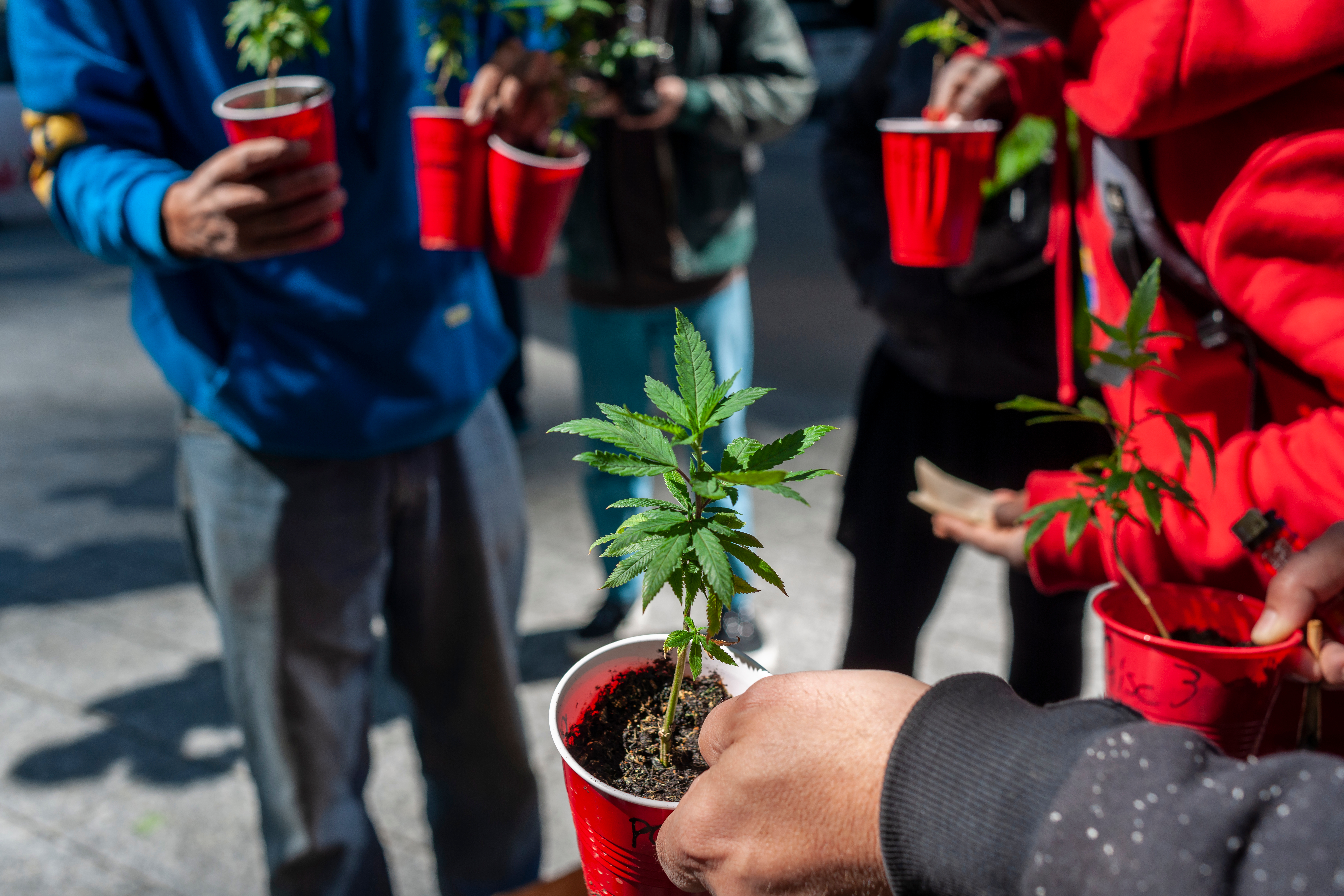 New York said it cracked down on marijuana &lsquo;gifting&rsquo; &mdash; Or did it?