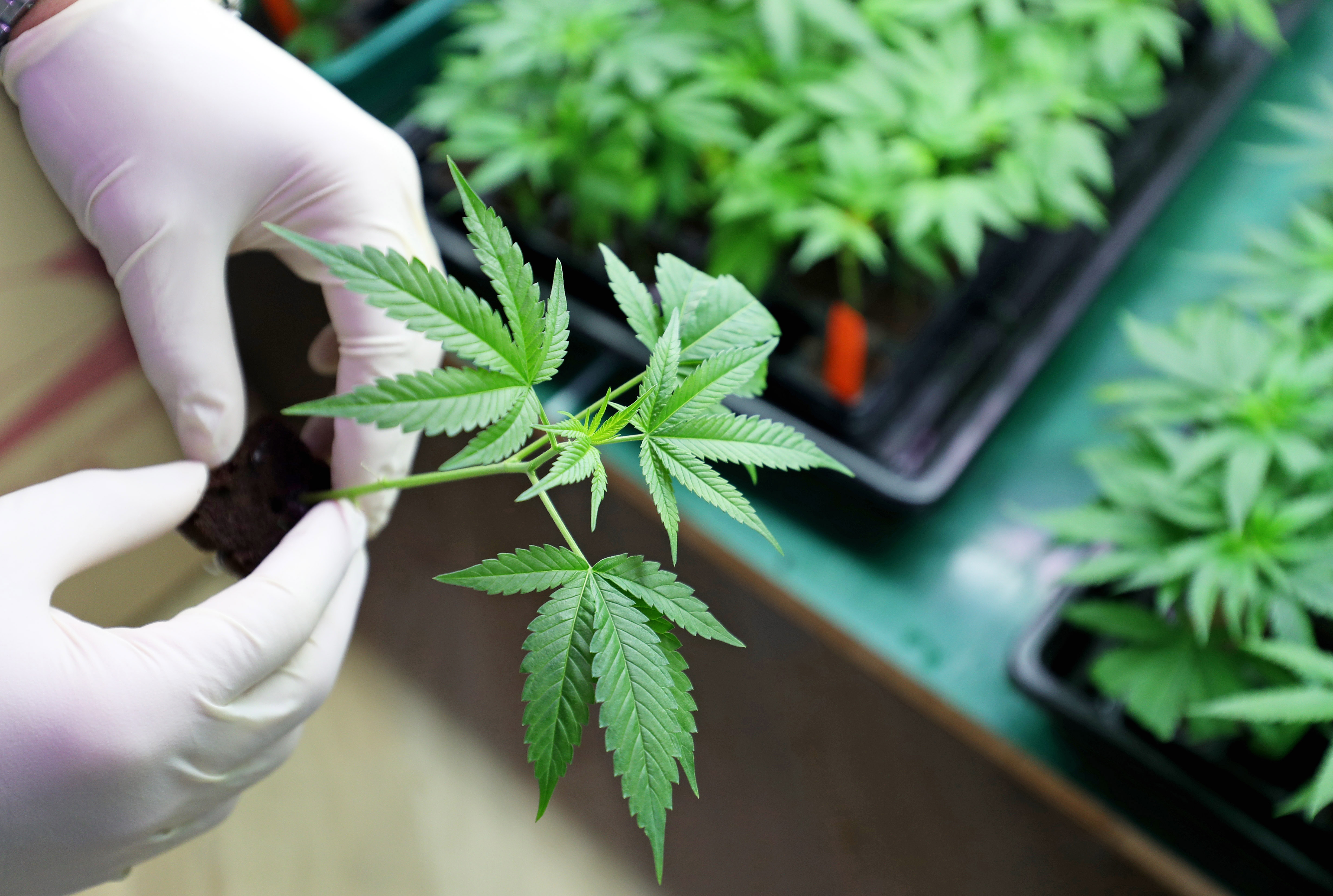 Maybe NJ should let residents grow their own pot, Gov. Murphy suggests