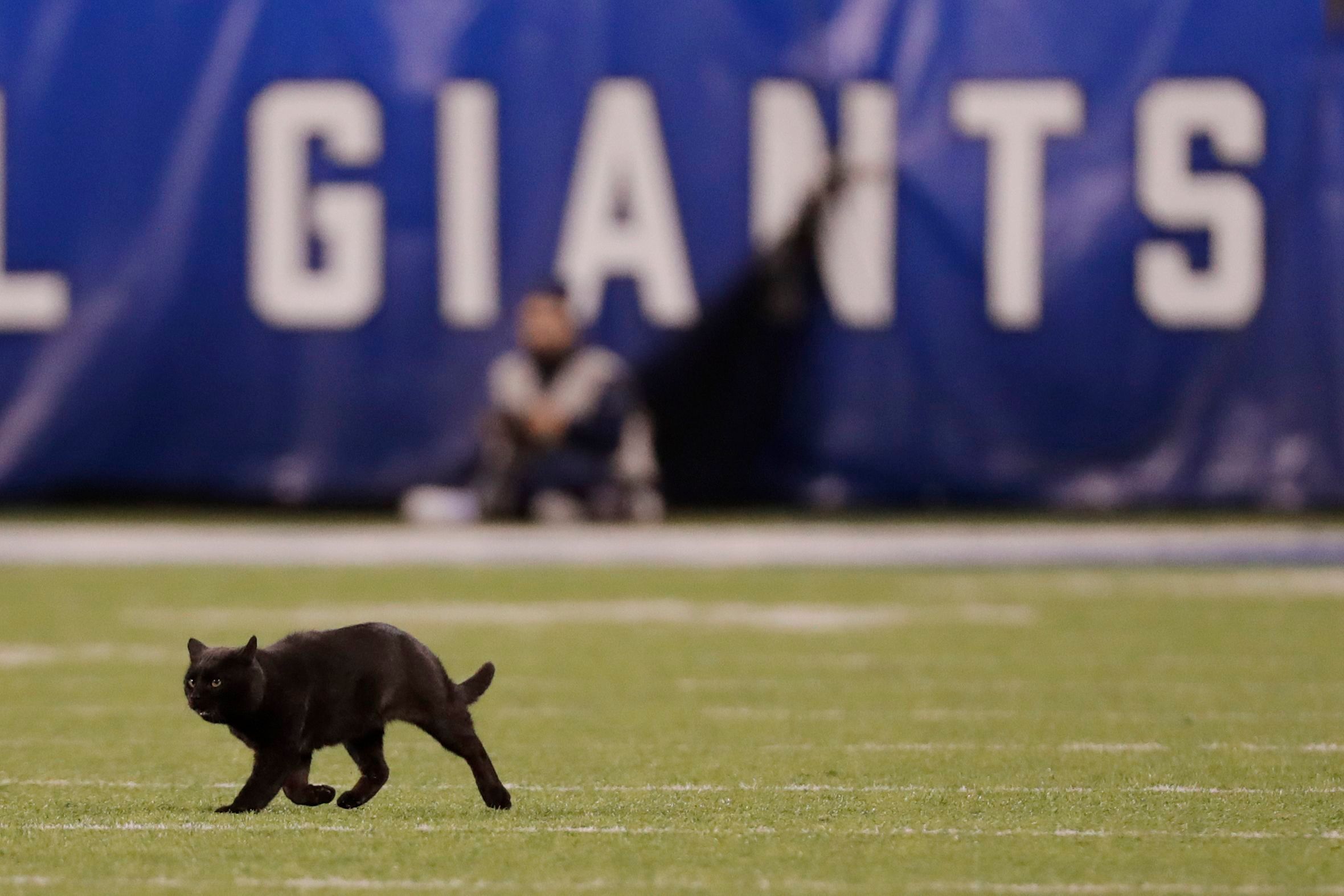 Here's the tech behind the Carolina Panthers' giant AR cat - The Verge