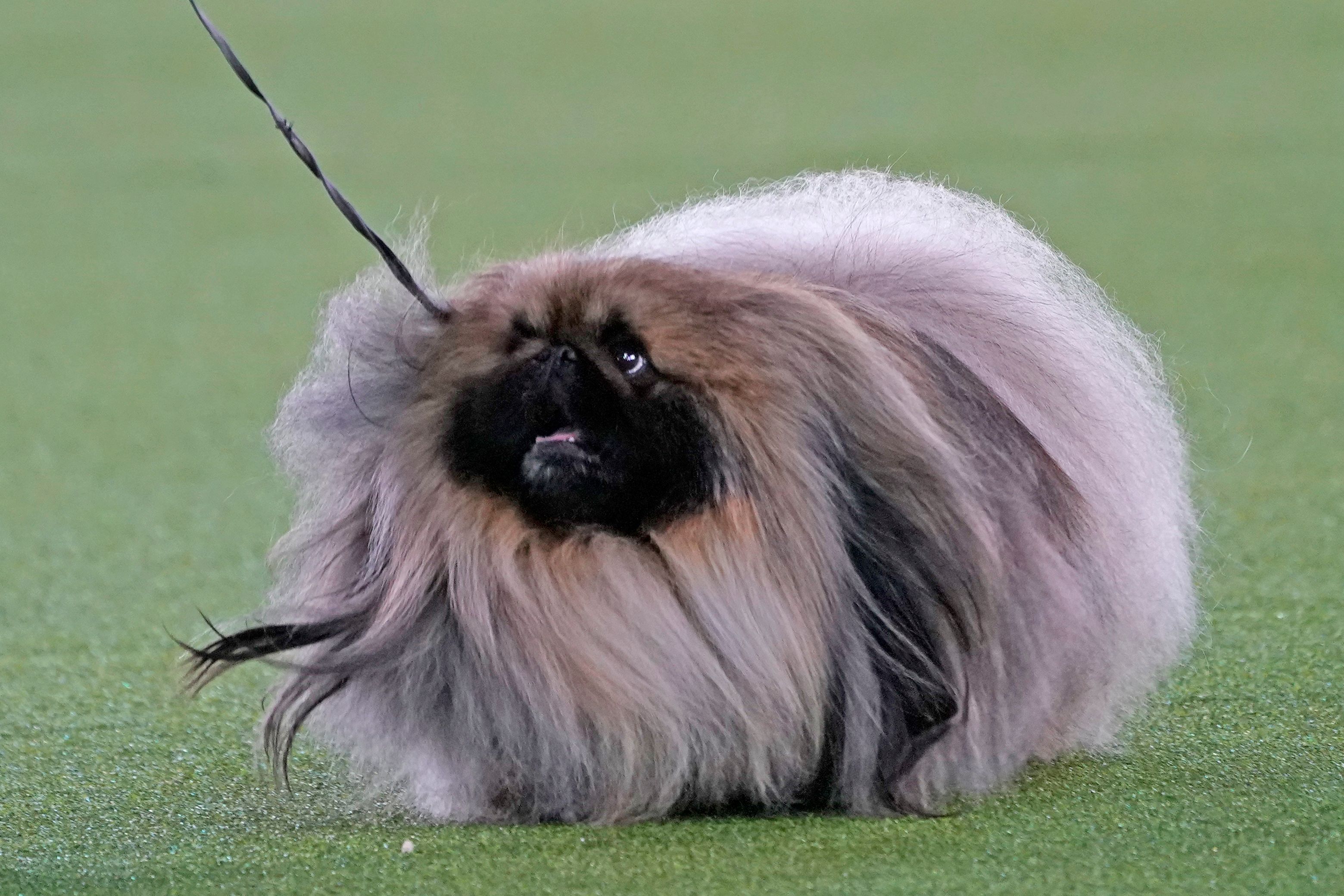 Photos: Wasabi The Pekingese Wins Westminster Dog Show 2021